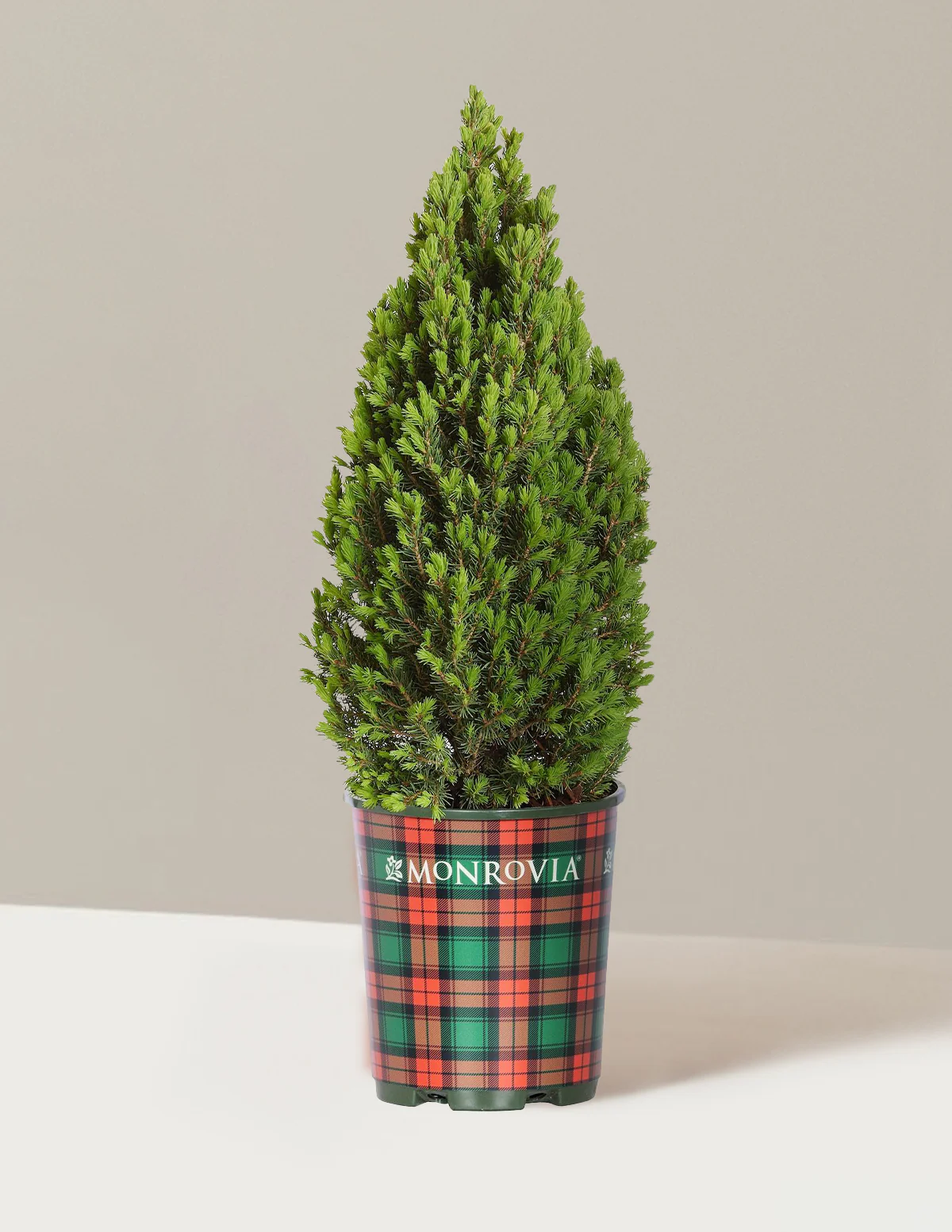 Image of Dwarf Alberta Spruce