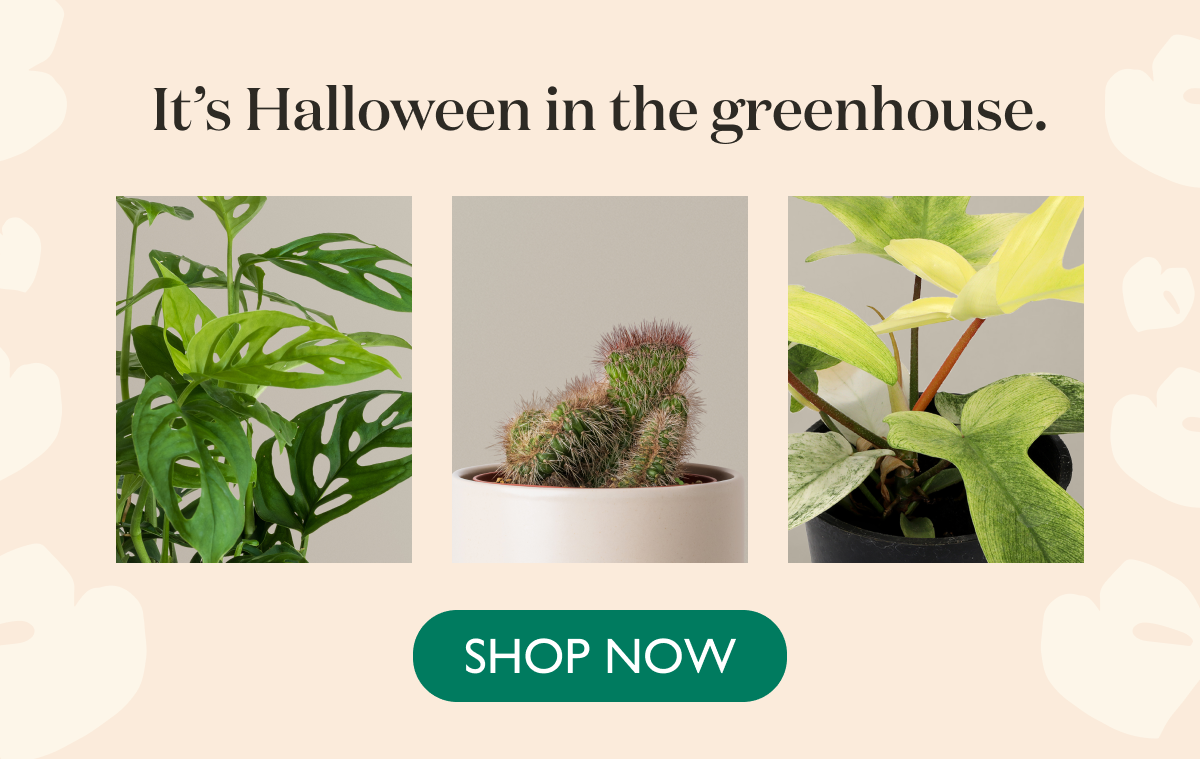 Pictured: New Halloween Arrivals