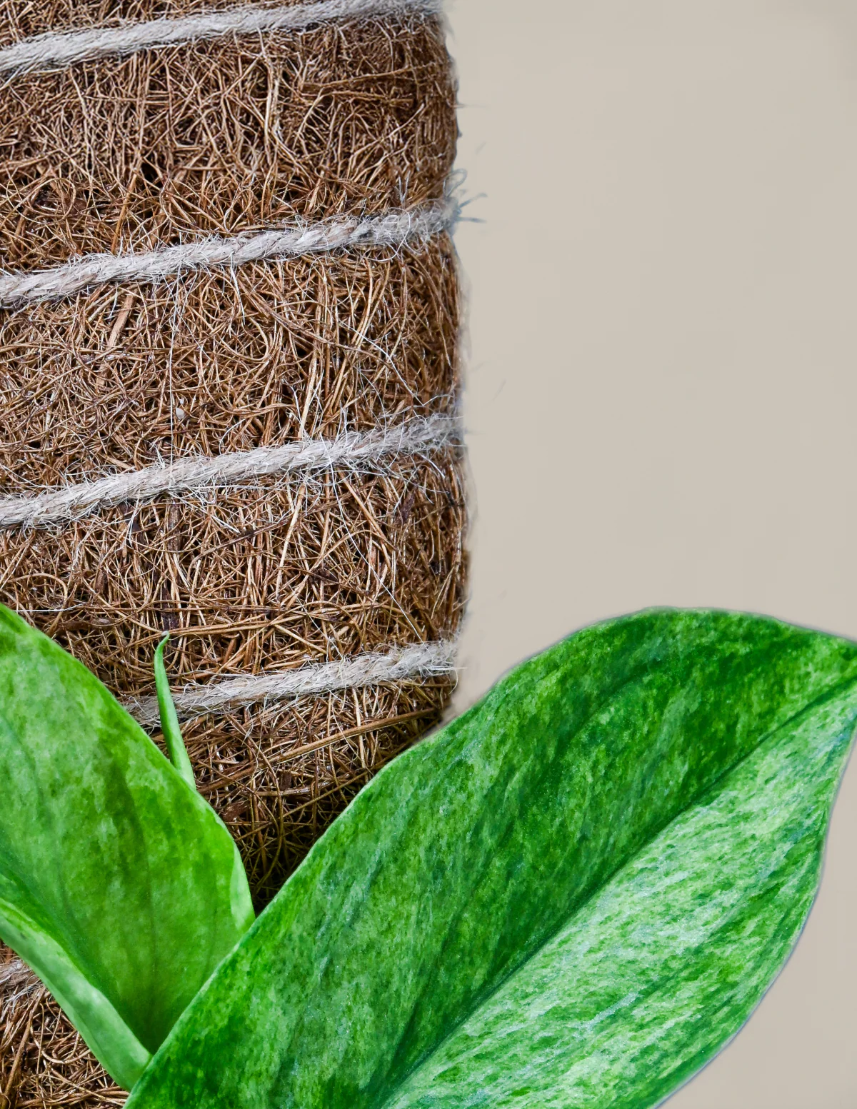 Image of Coco Coir Pole