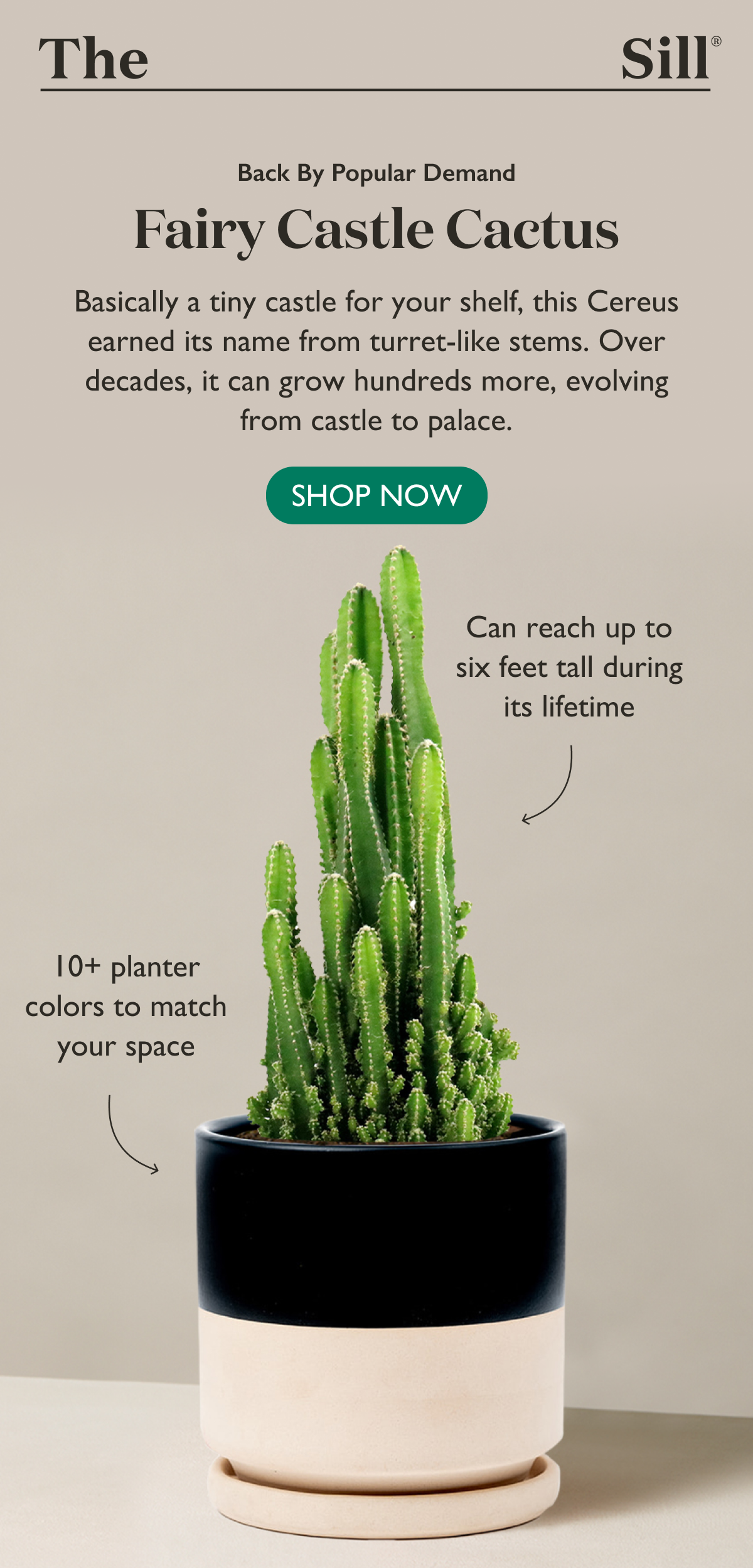 Back By Popular Demand: Fairy Castle Cactus - Shop Now
