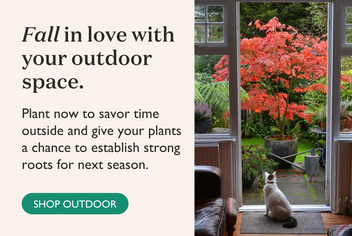 Shop Outdoor Plants. Plant now to savor time outside and give your plants a chance to establish strong roots for next season. 