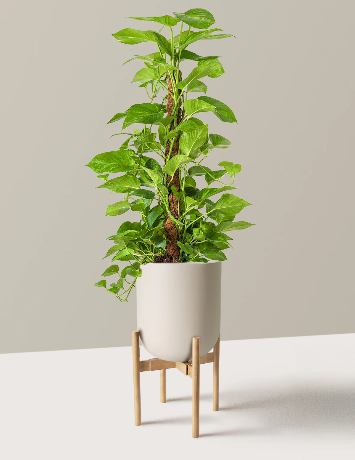 Image of Golden Pothos Totem