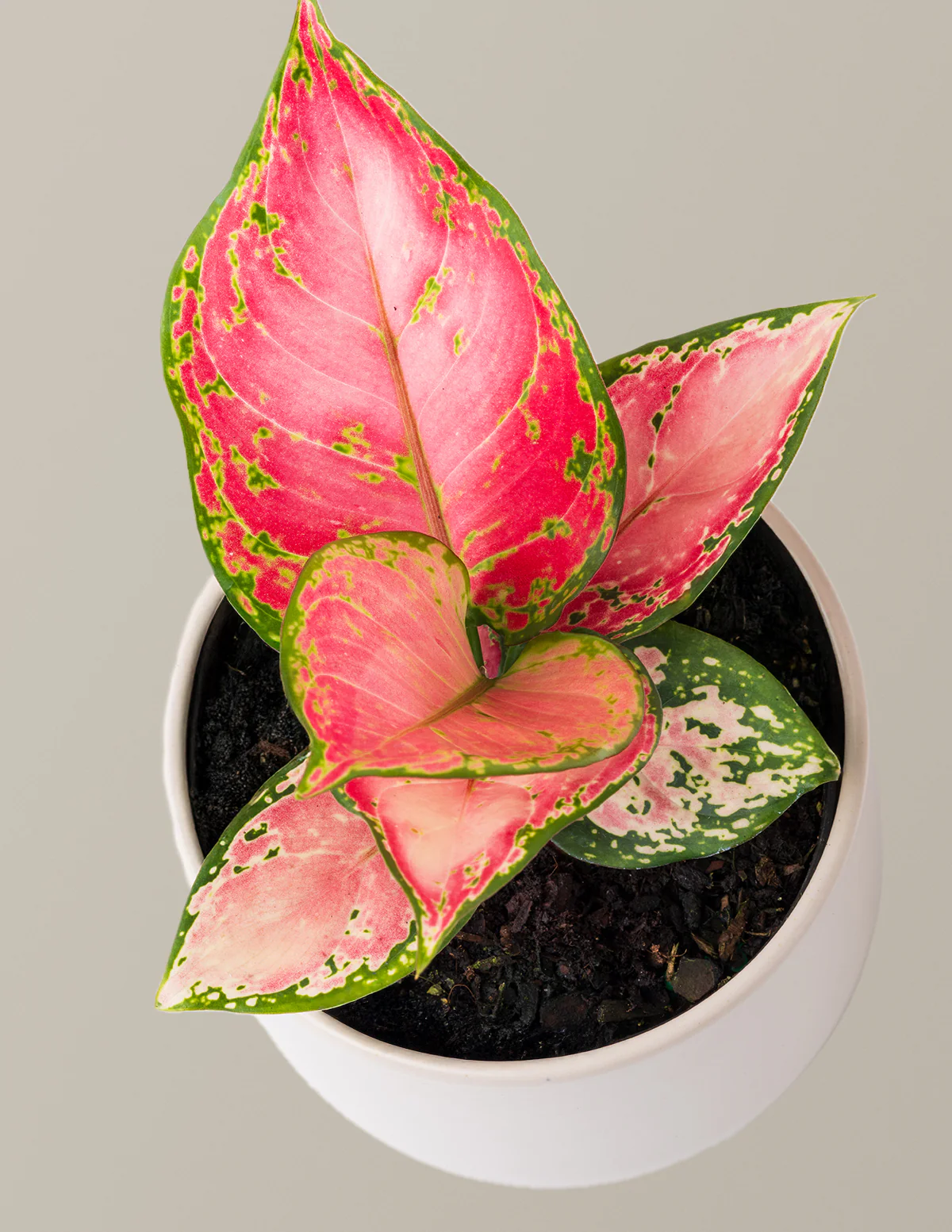 Image of Aglaonema Beauty