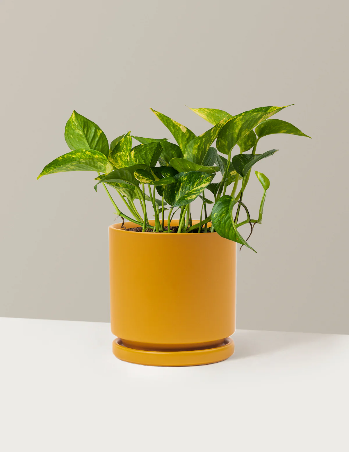 Image of Golden Pothos