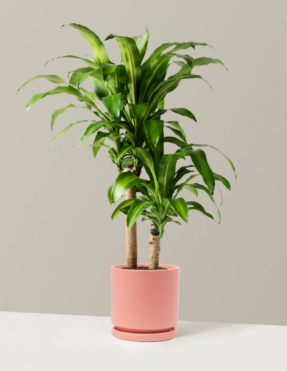 Image of Dracaena Mass Cane