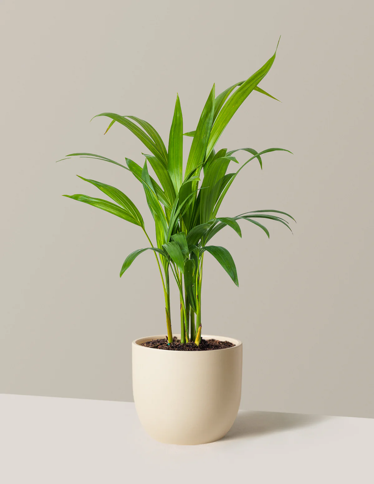 Image of Areca Purifying Palm