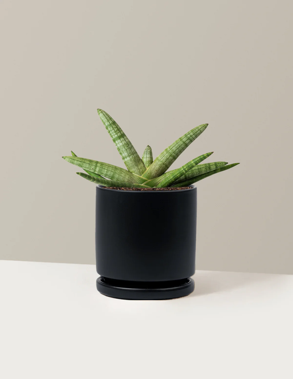 Image of Snake Plant Starfish