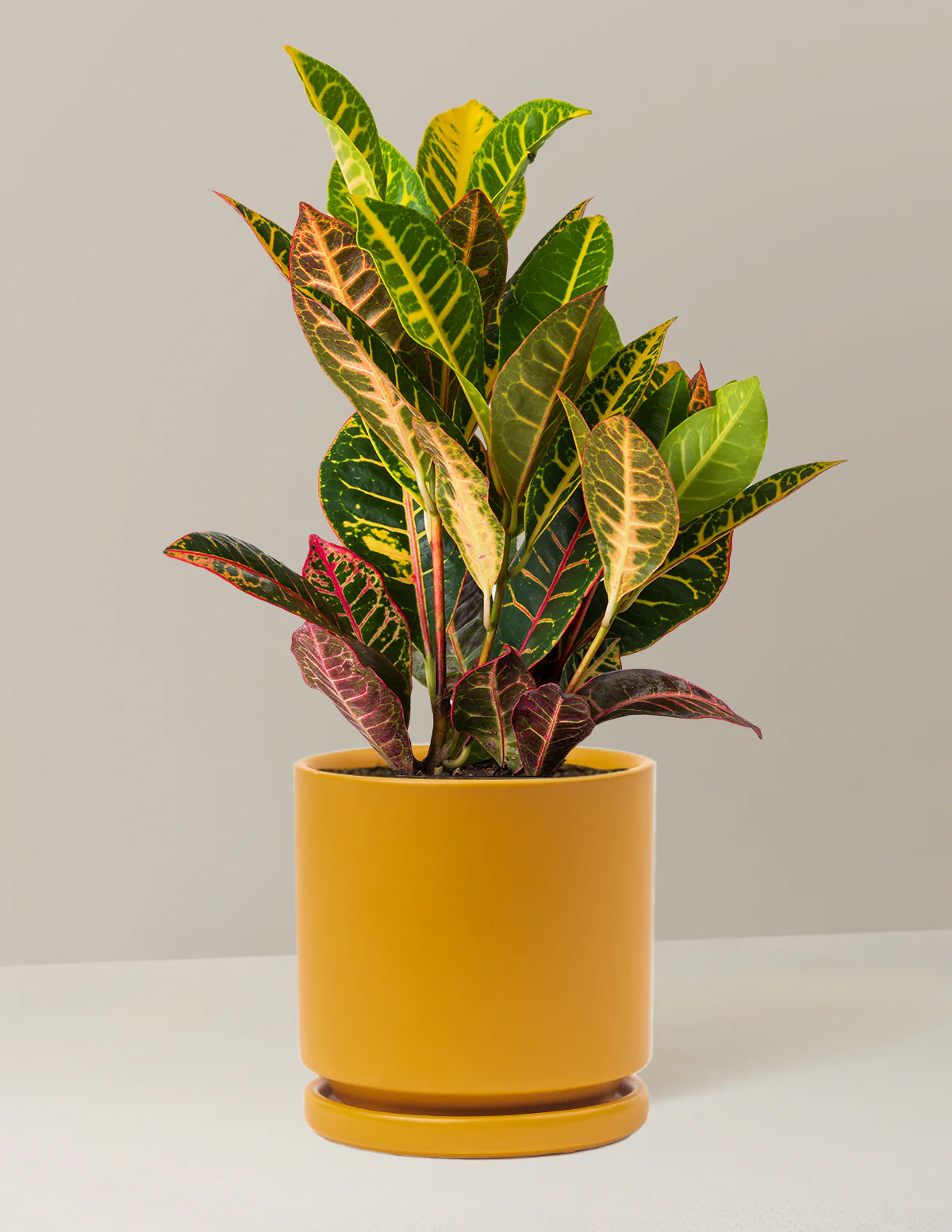 Image of Croton Petra