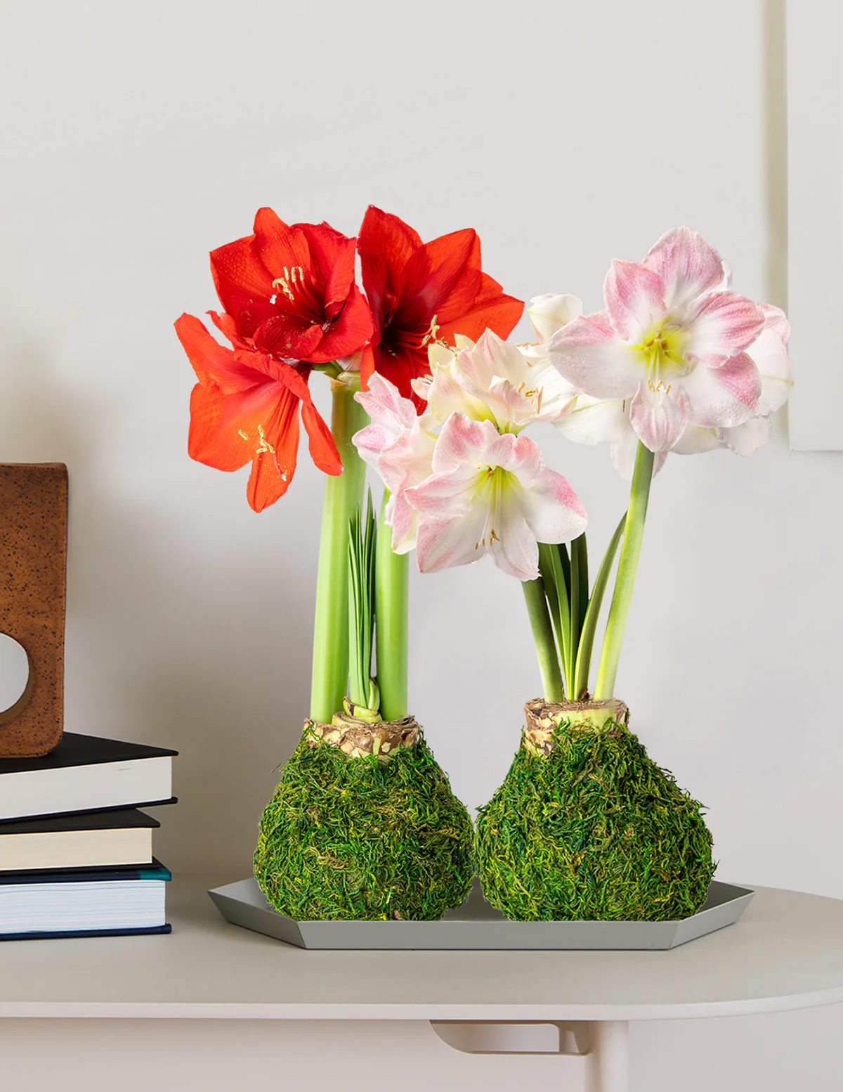 Image of Holiday Amaryllis