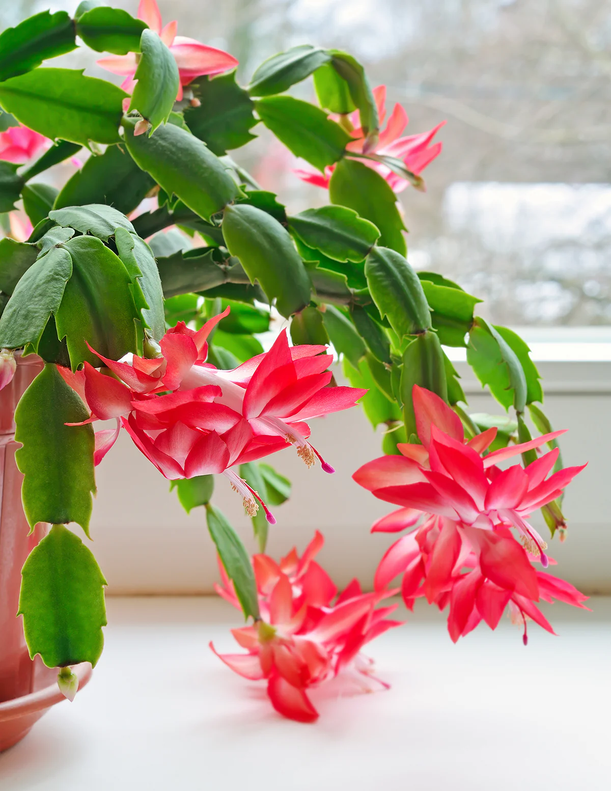 Image of Christmas Cactus