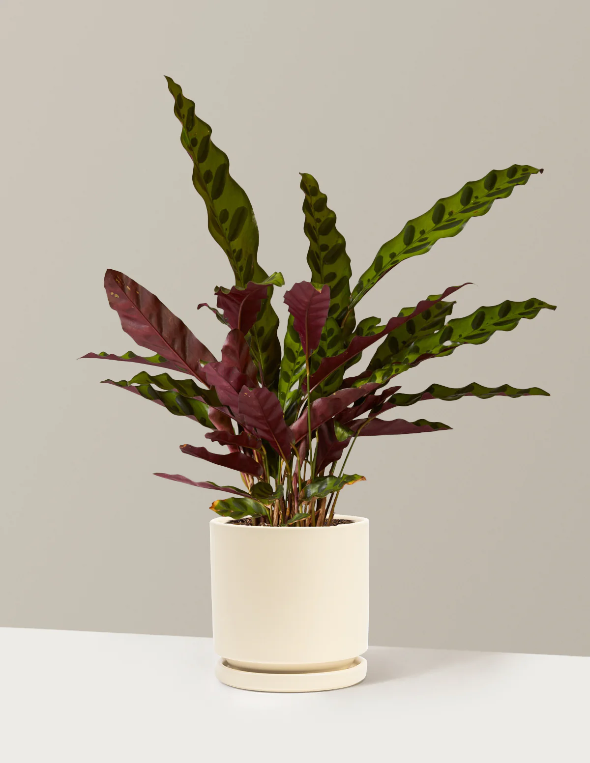 Image of Calathea Rattlesnake