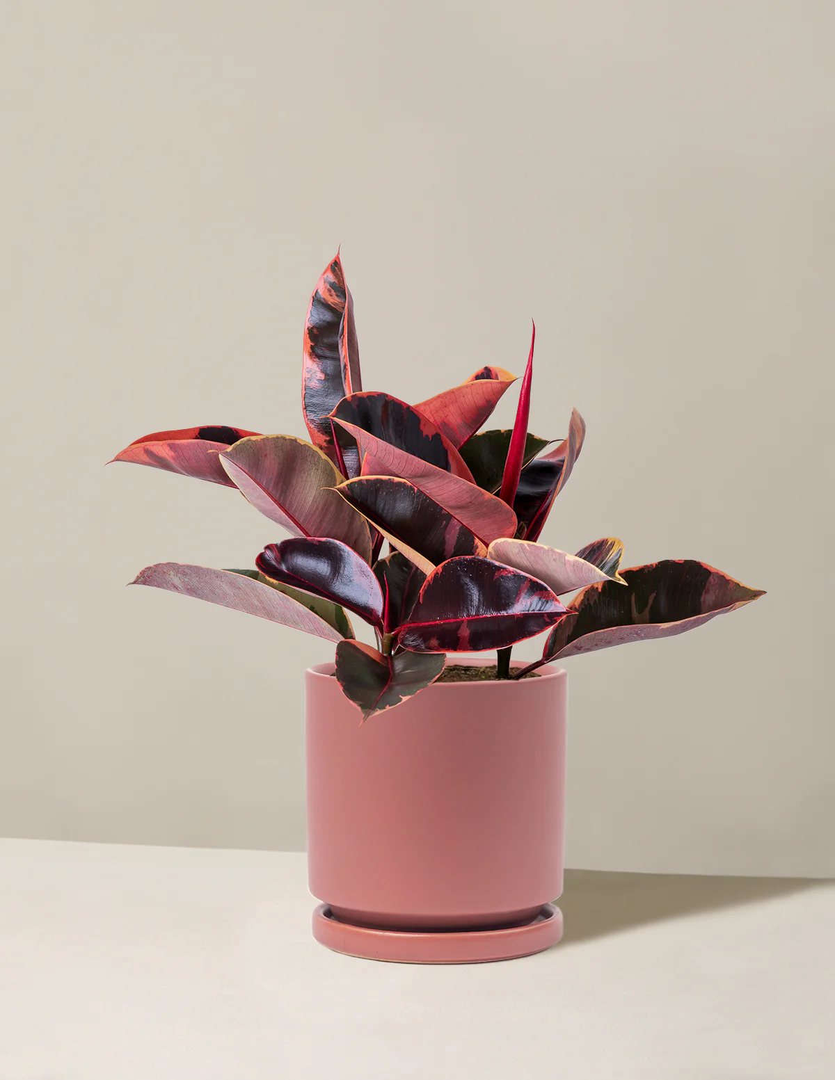 Image of Ficus Ruby