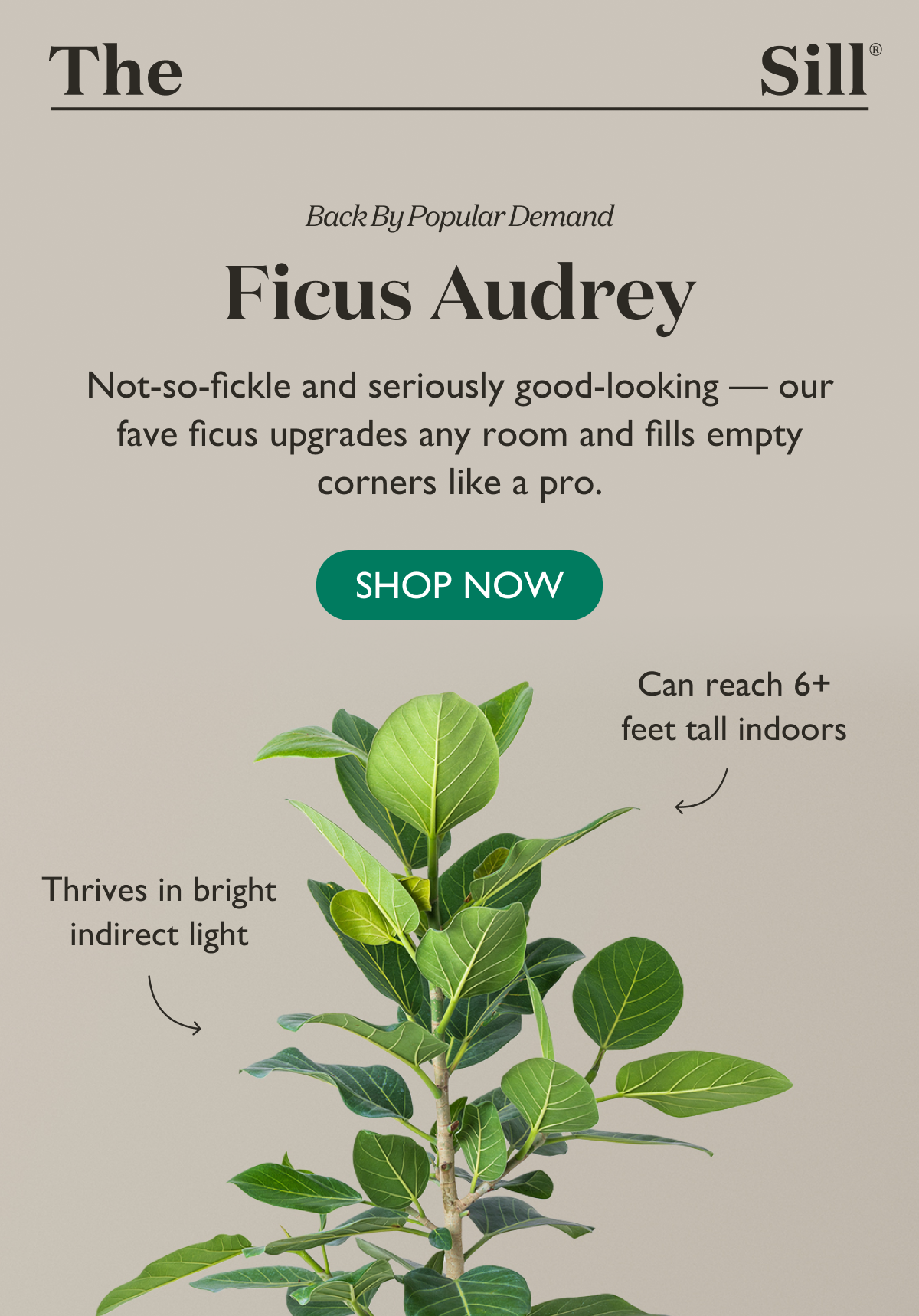 Shop the Ficus Audrey. Not so fickle and seriously good looking, our fave ficus fills empty corners like a pro. 