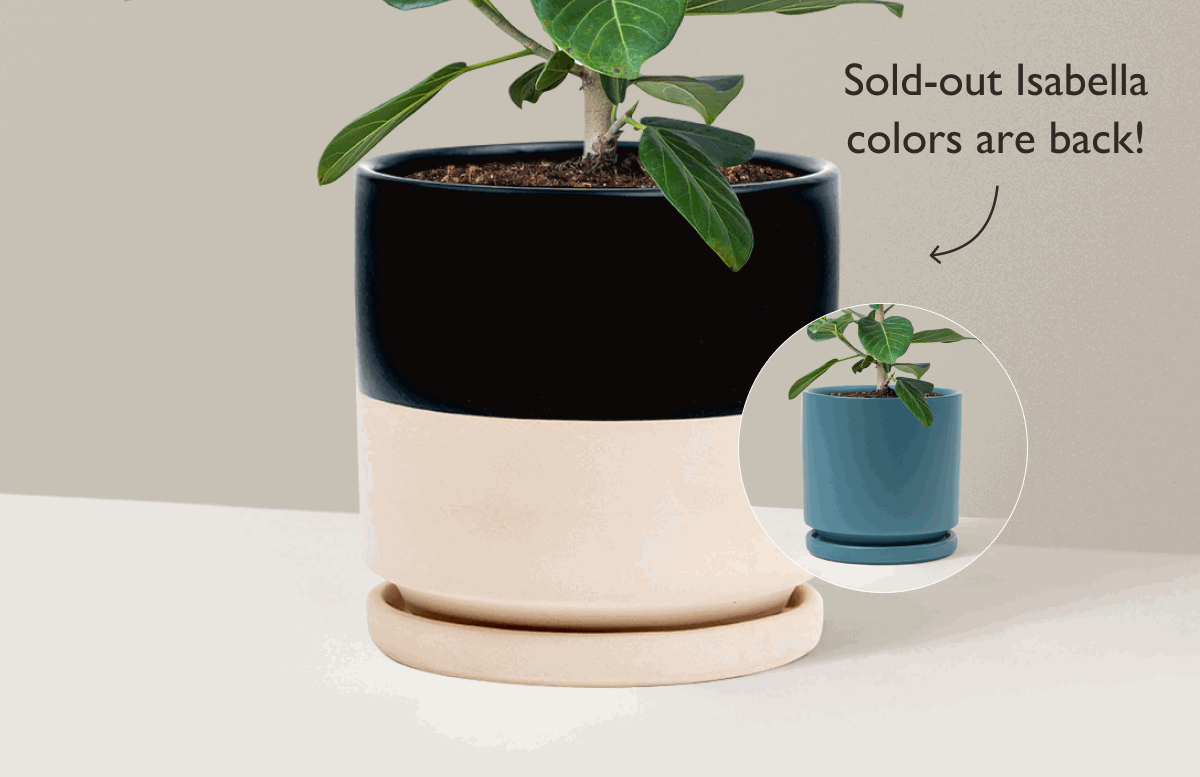 Pictured: Ficus Audrey with Isabella Planter