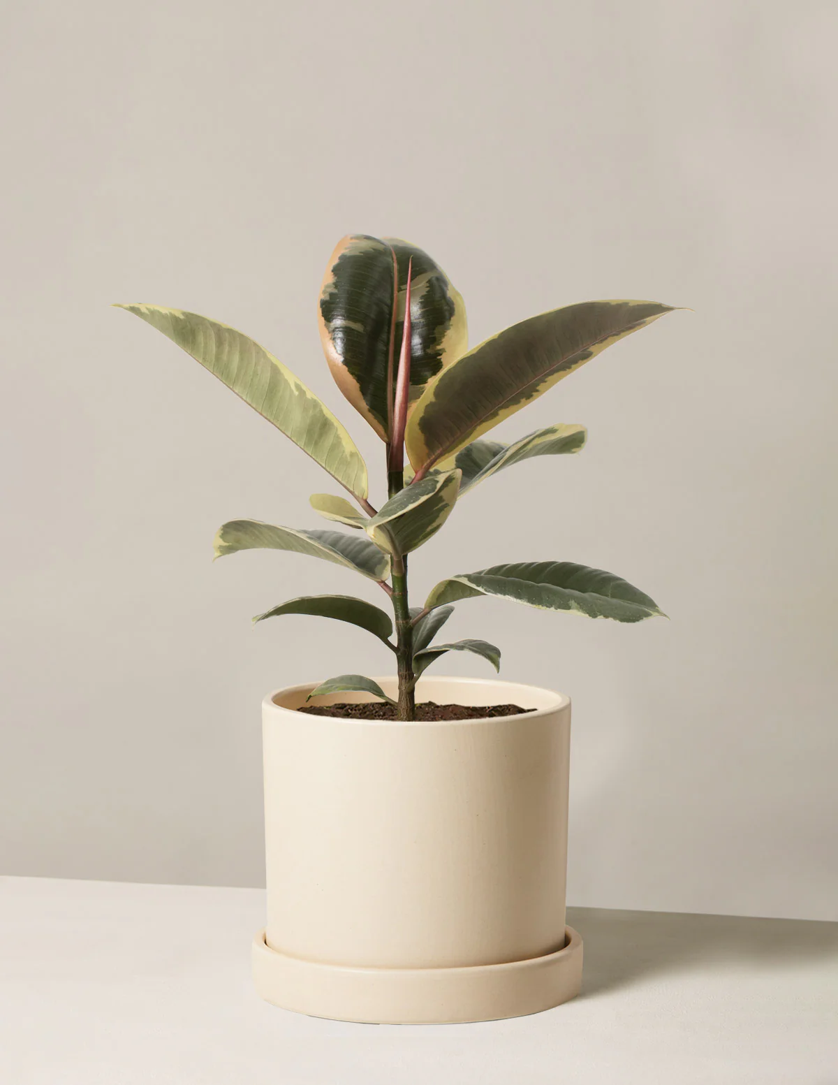 Image of Ficus Tineke