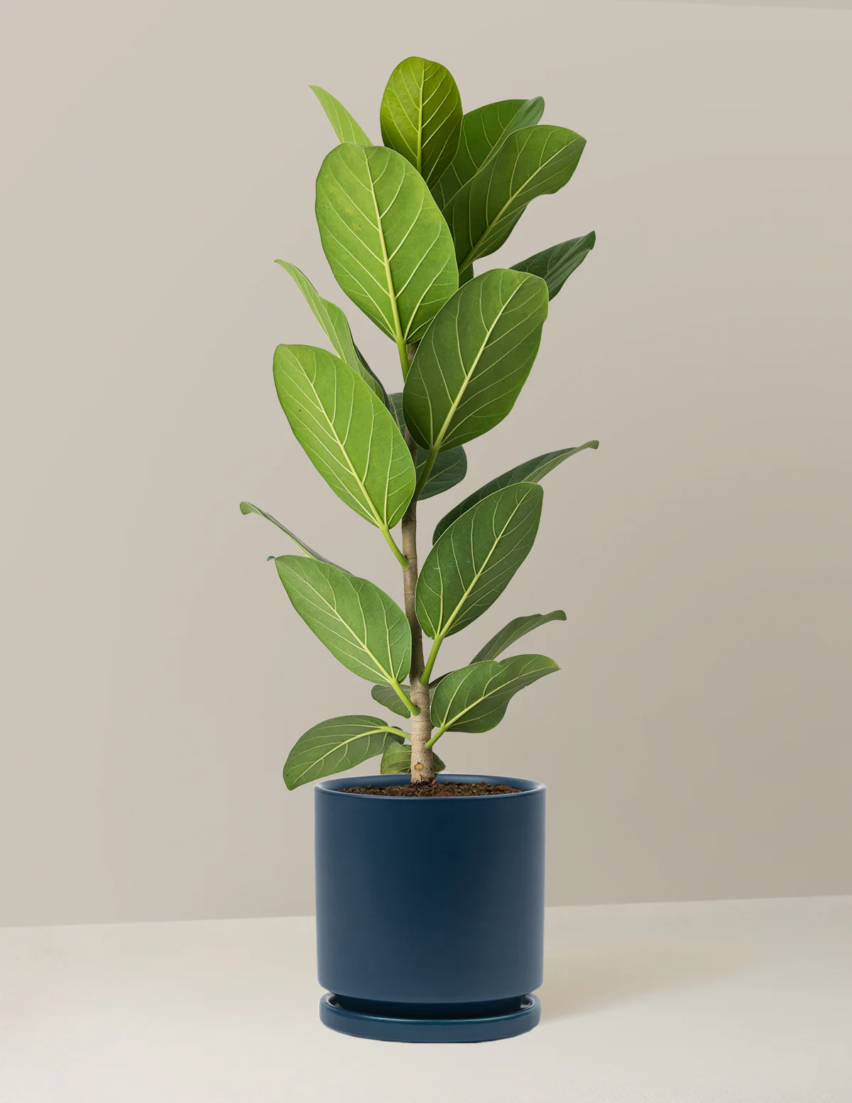 Image of Ficus Audrey