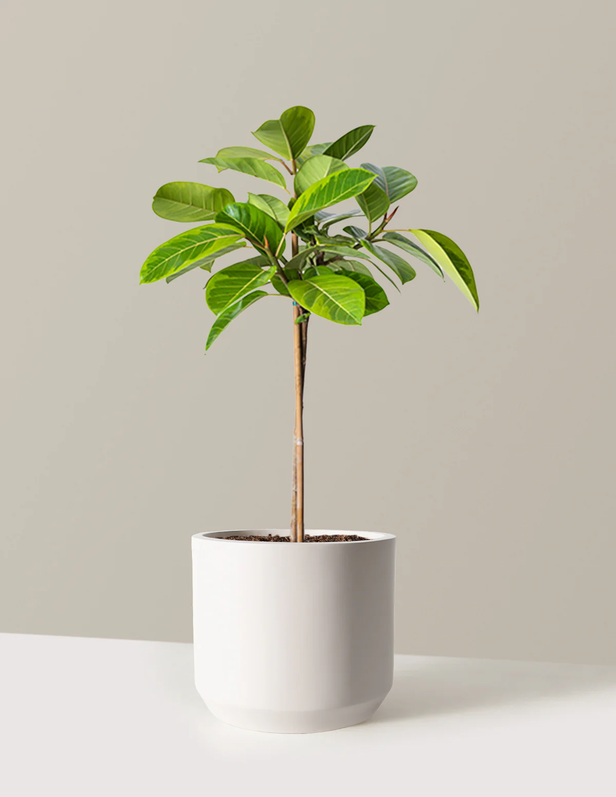 Image of Ficus Altissima