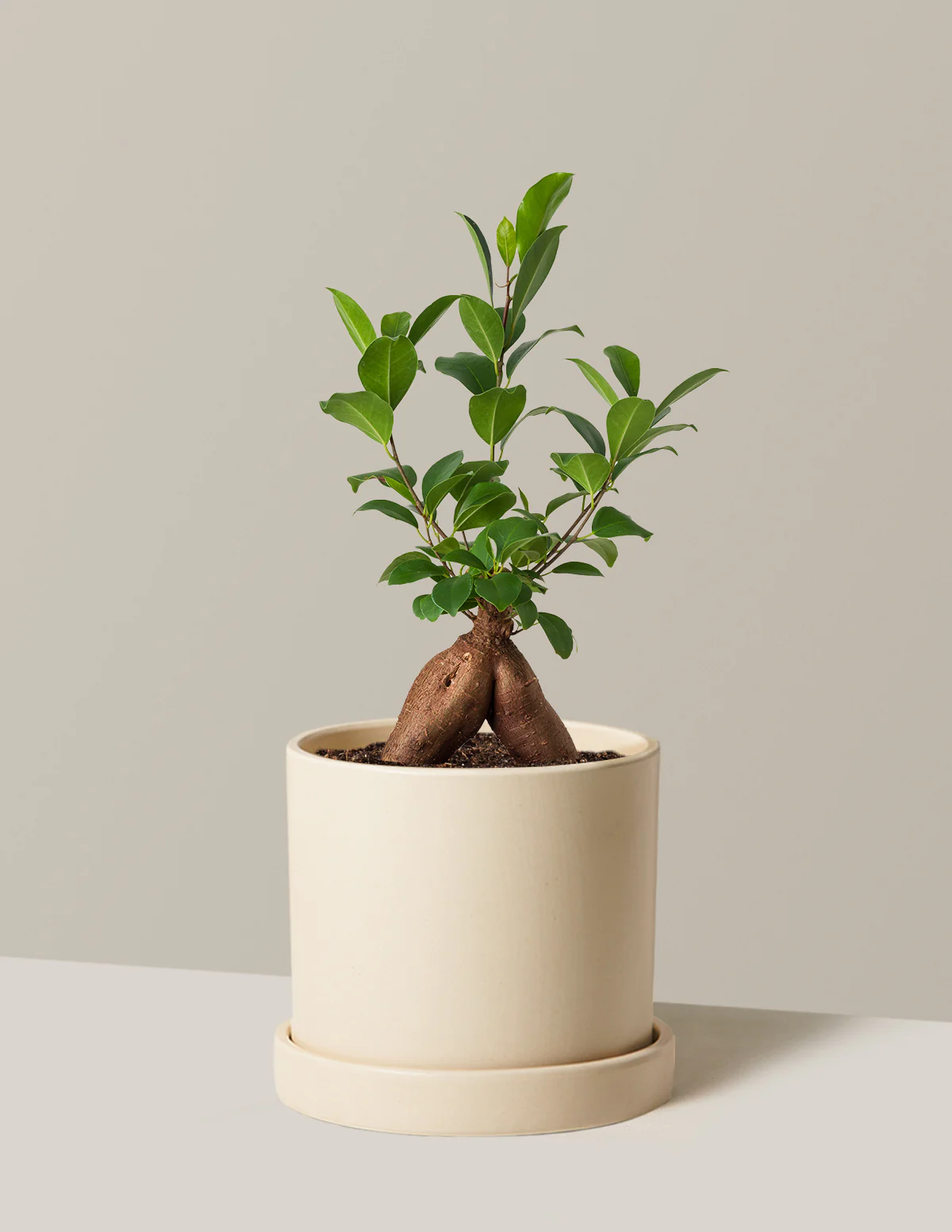 Image of Ficus Ginseng