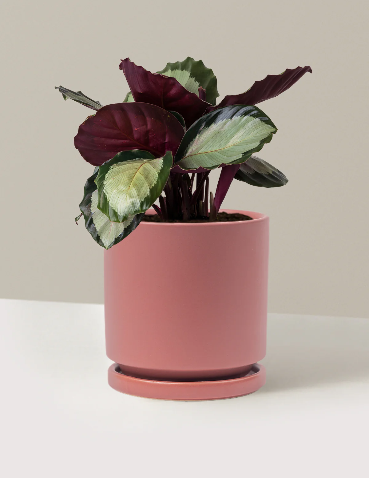 Image of Calathea Rosy