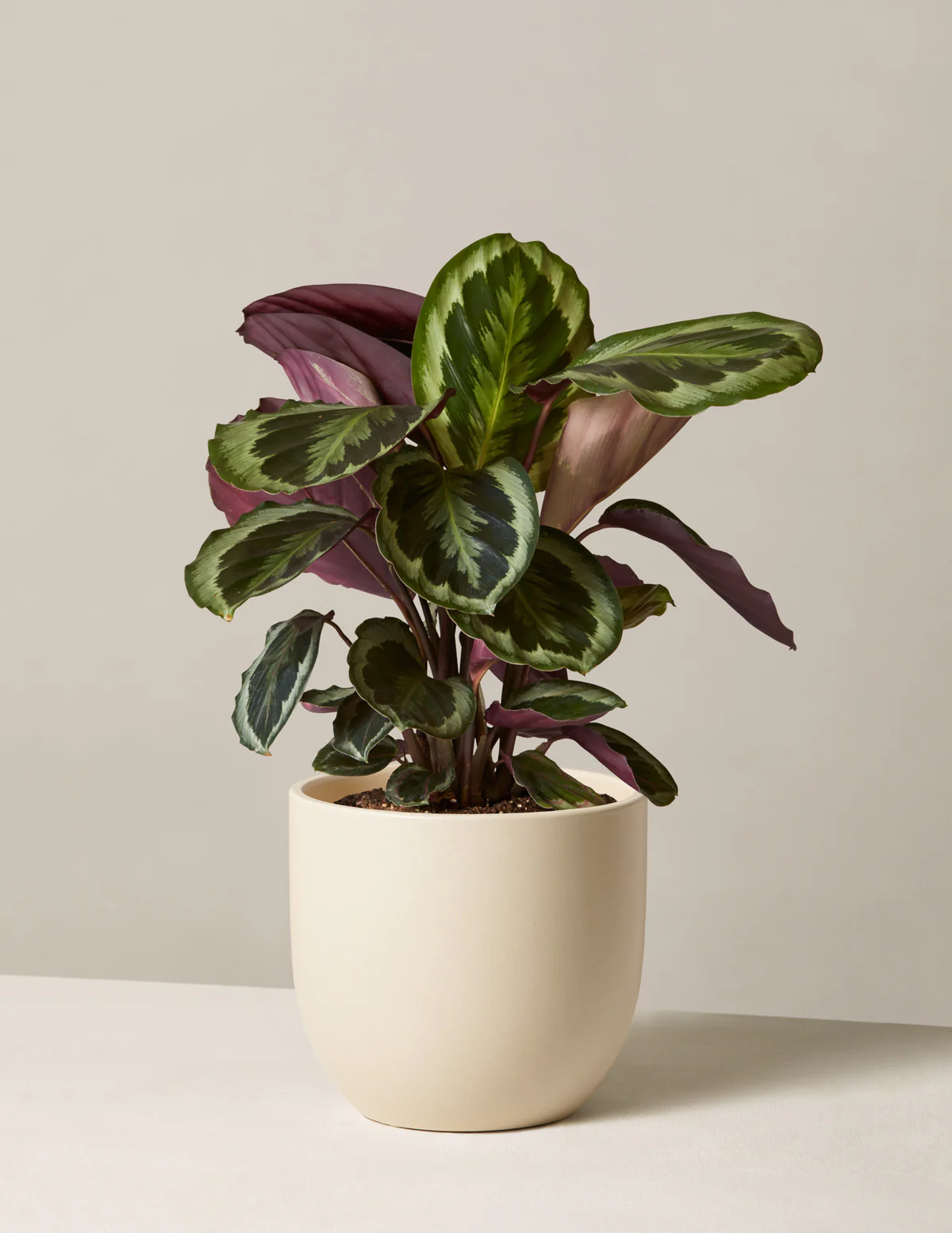 Image of Calathea Medallion