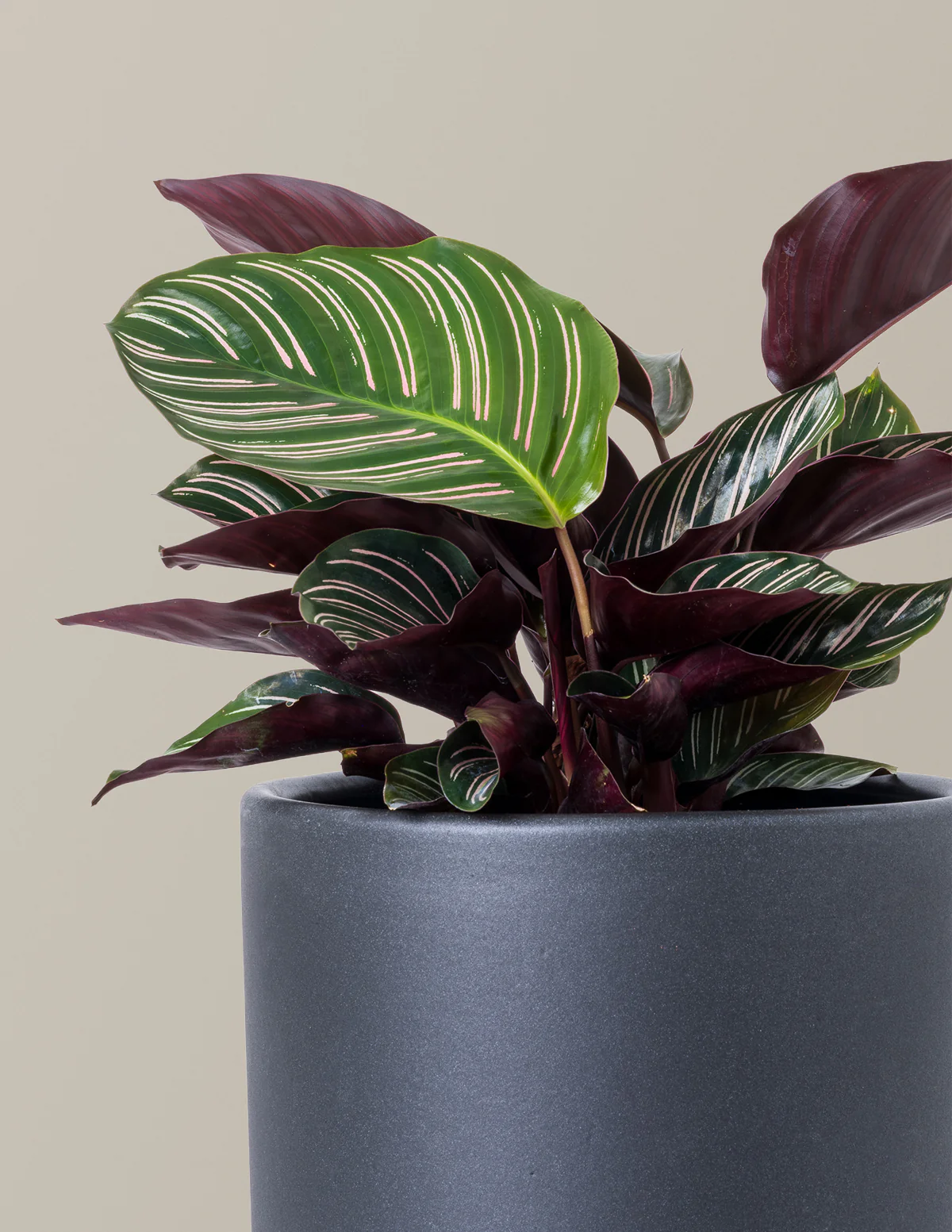 Image of Pinstripe