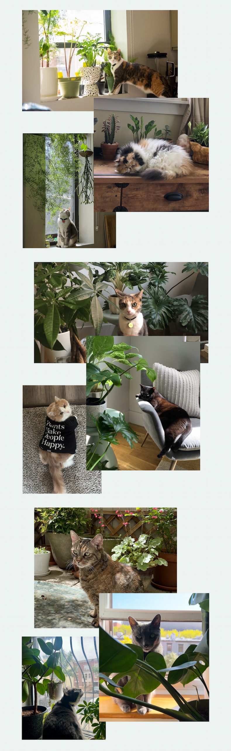 Pictured: Photos of the cats of The Sill and their plants