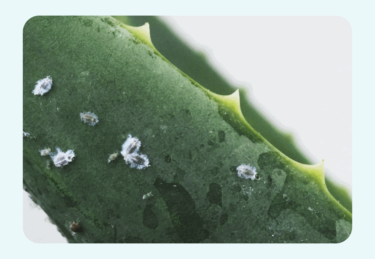 Pictured: Common Plant Pests
