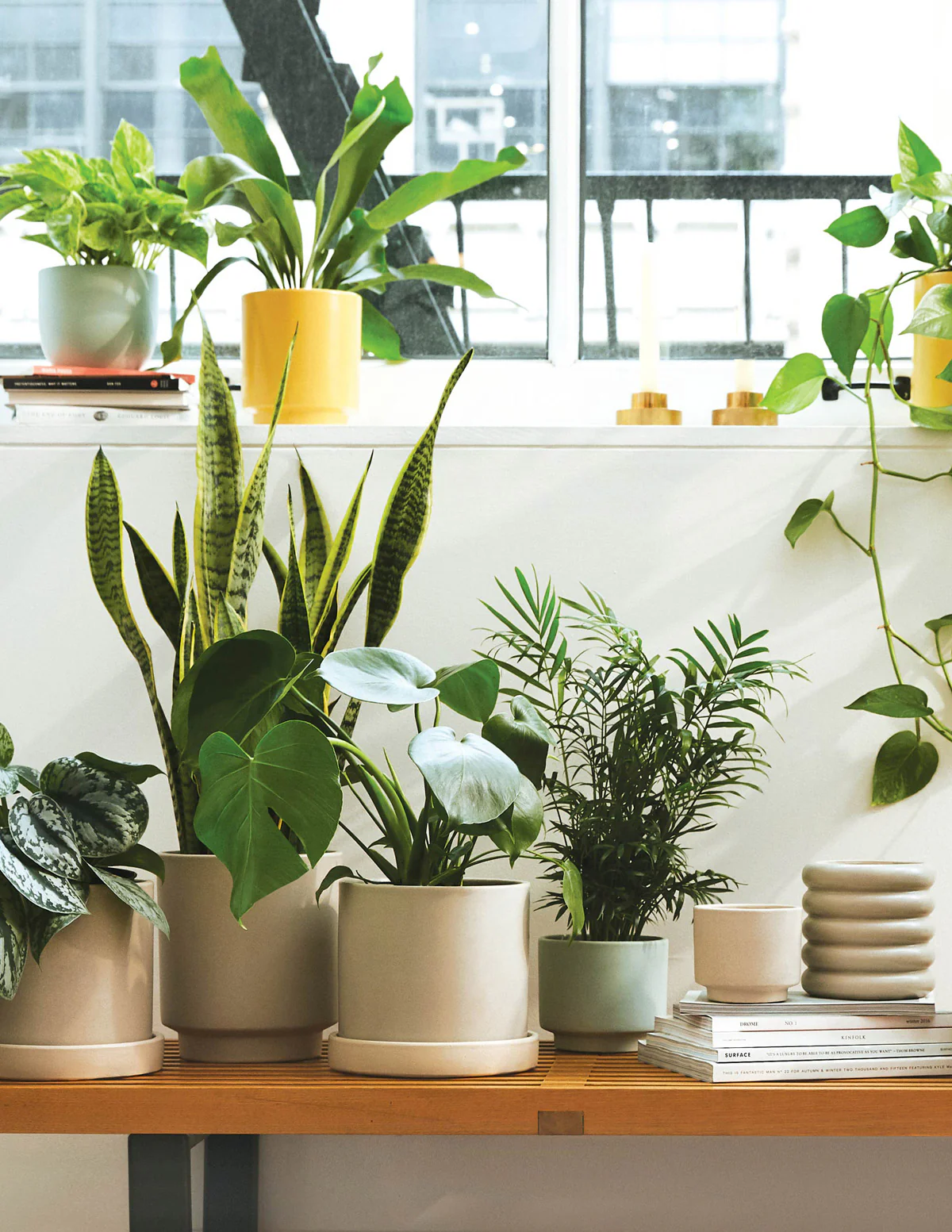 Image of Virtual Plant Help