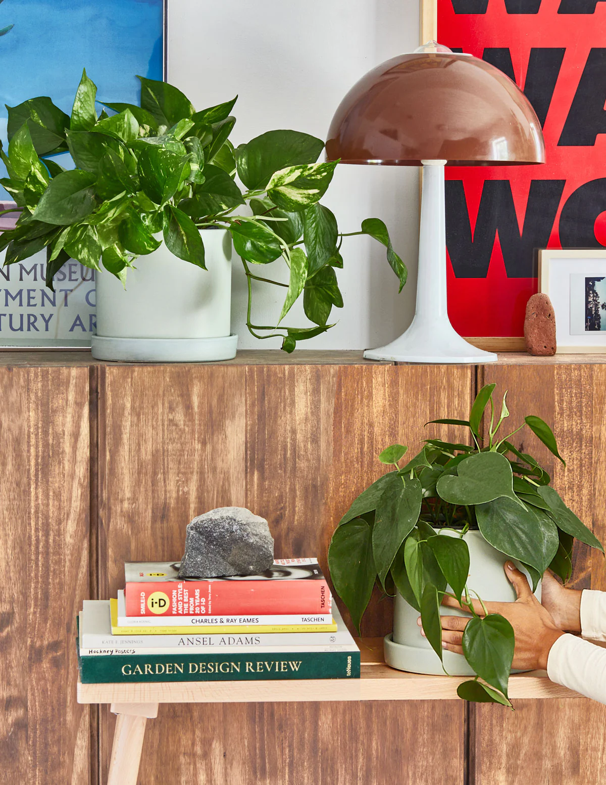 Image of Pothos Marble Queen