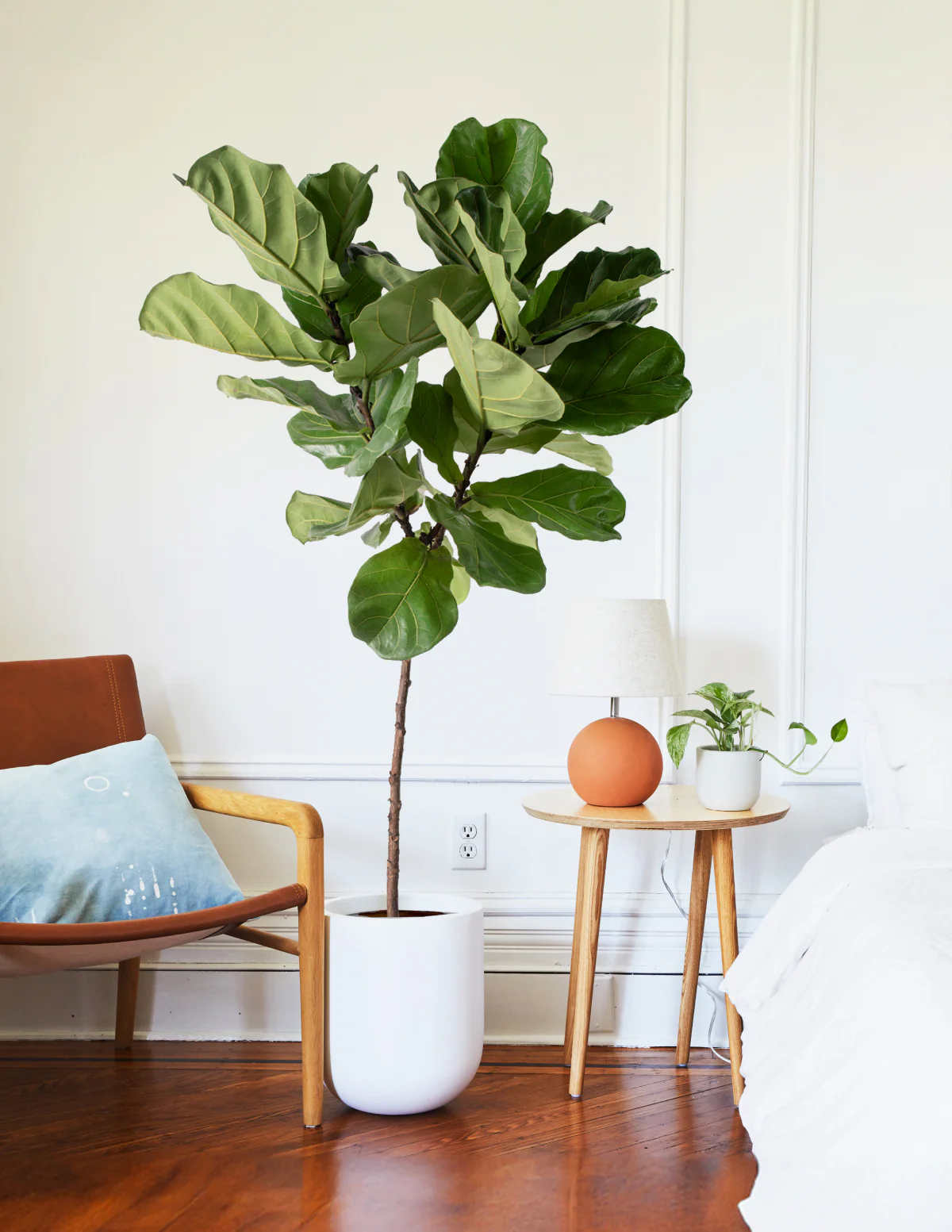 Image of Fiddle Leaf Fig
