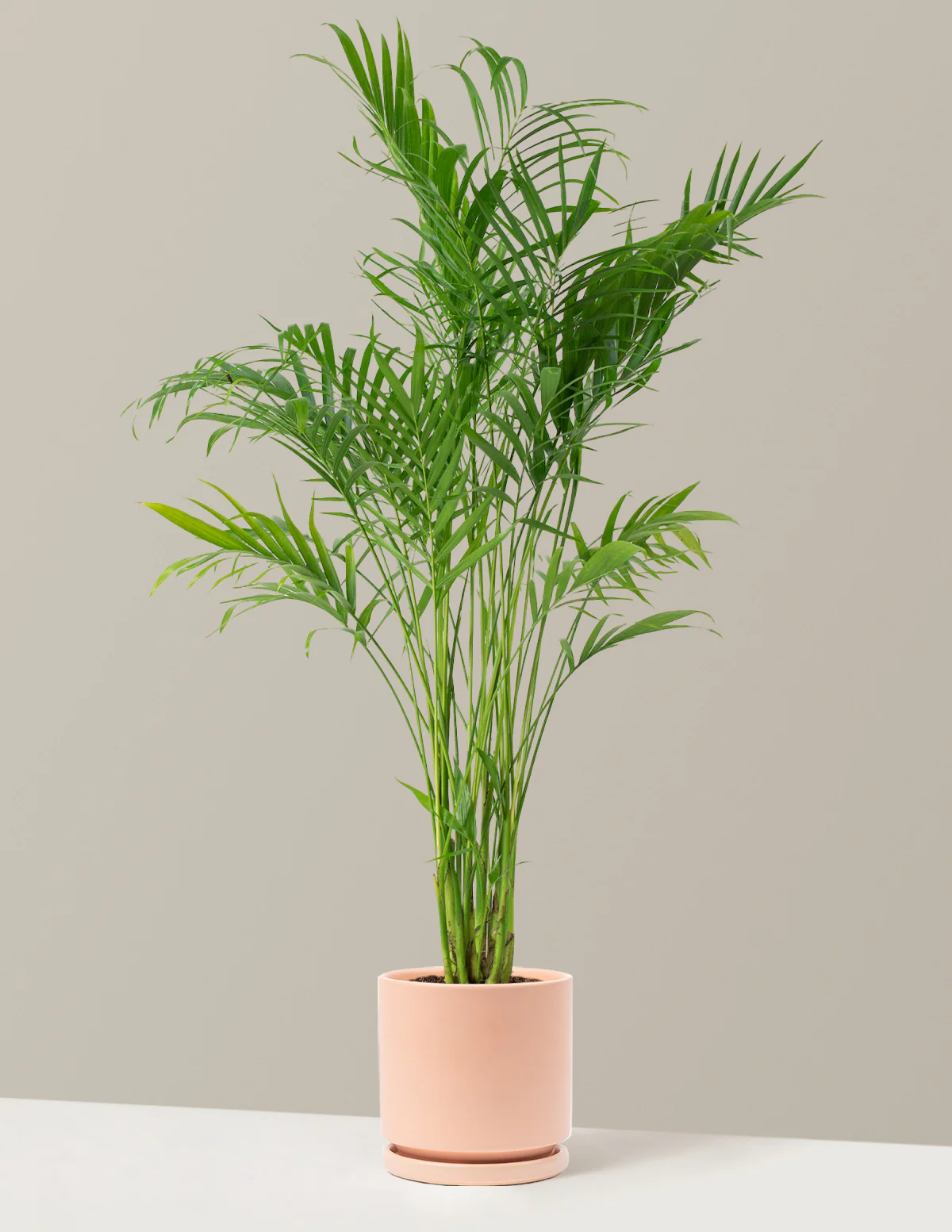 Image of Large Cat Palm