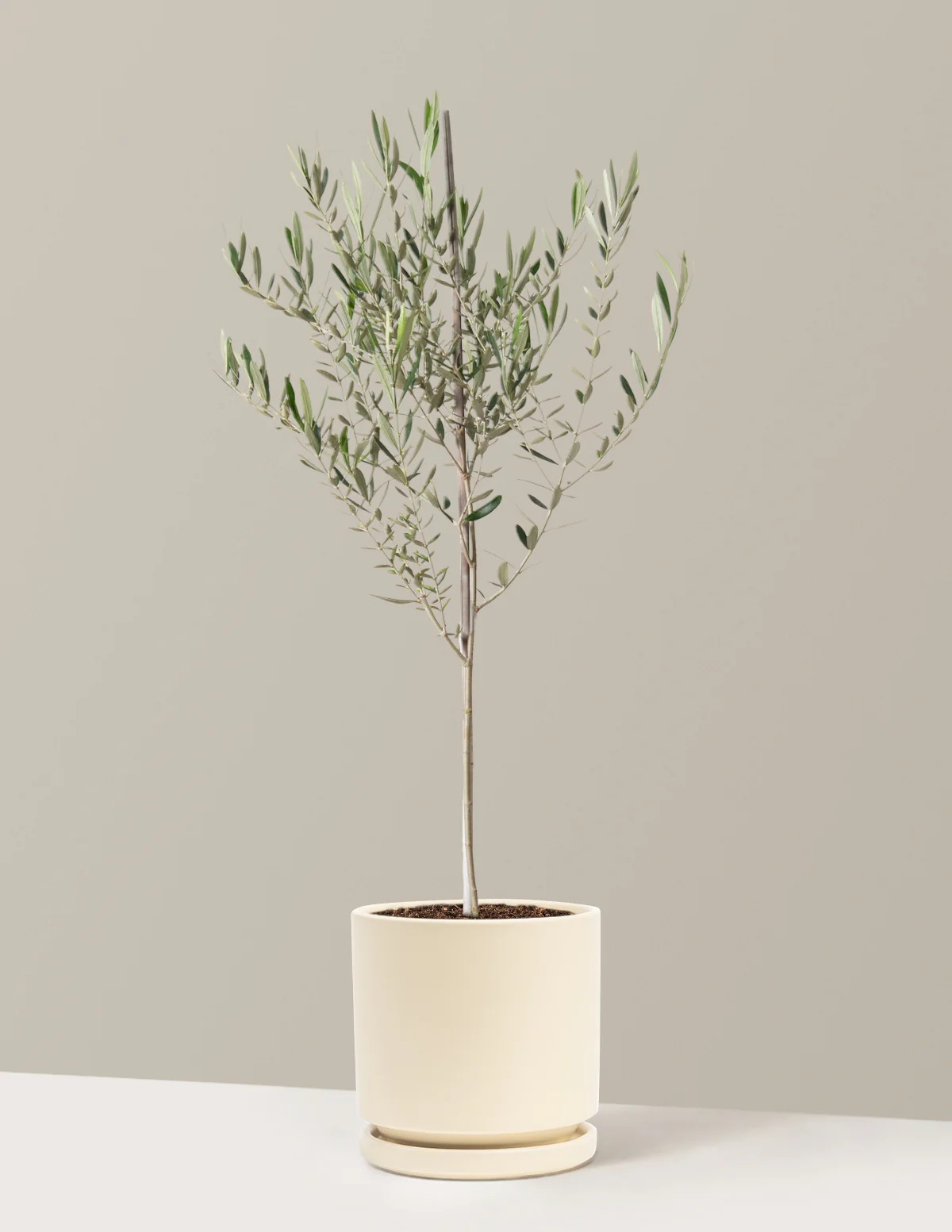 Image of Olive Tree