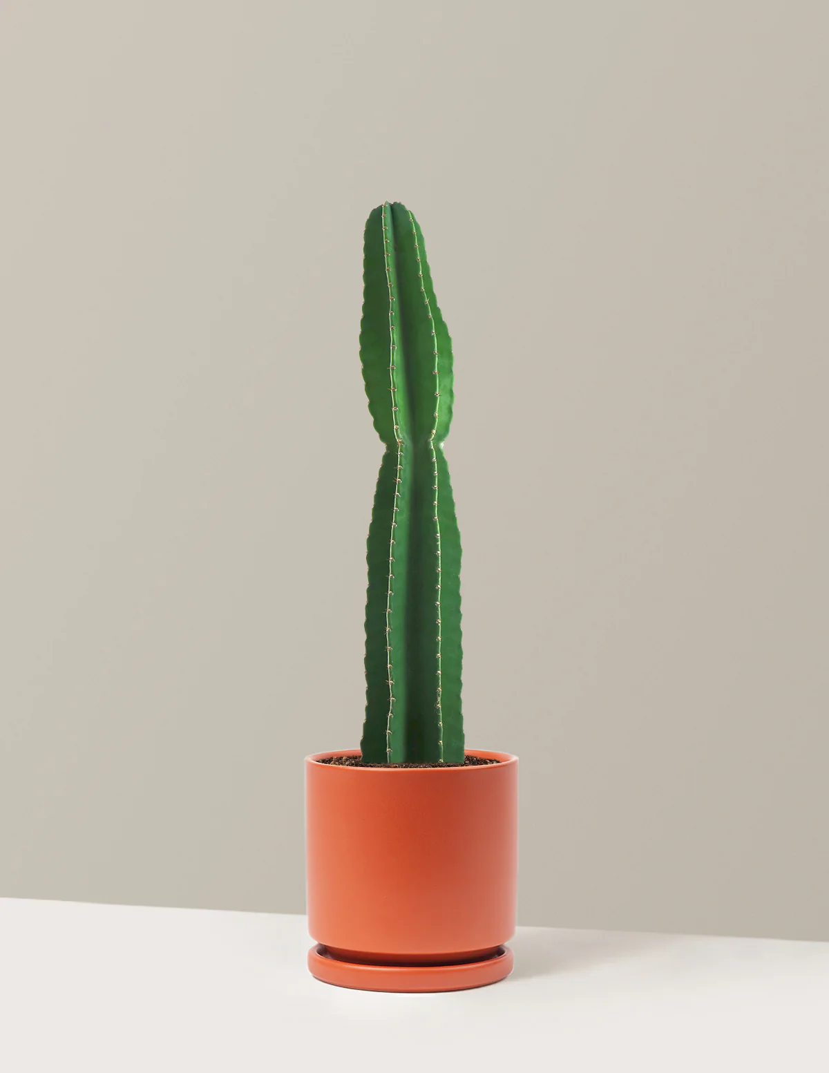Image of Peruvian Apple Cactus