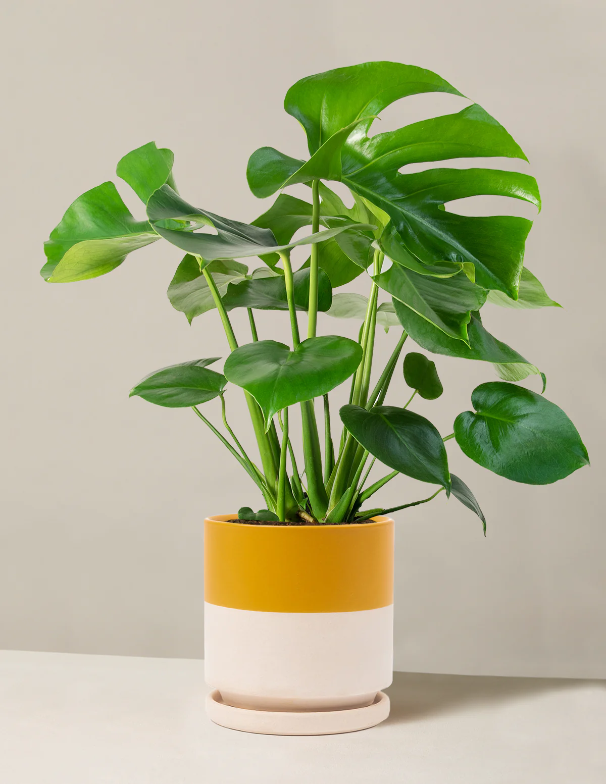 Image of Monstera Deliciosa