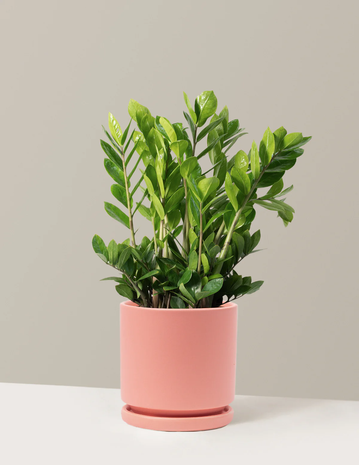 Image of ZZ Plant