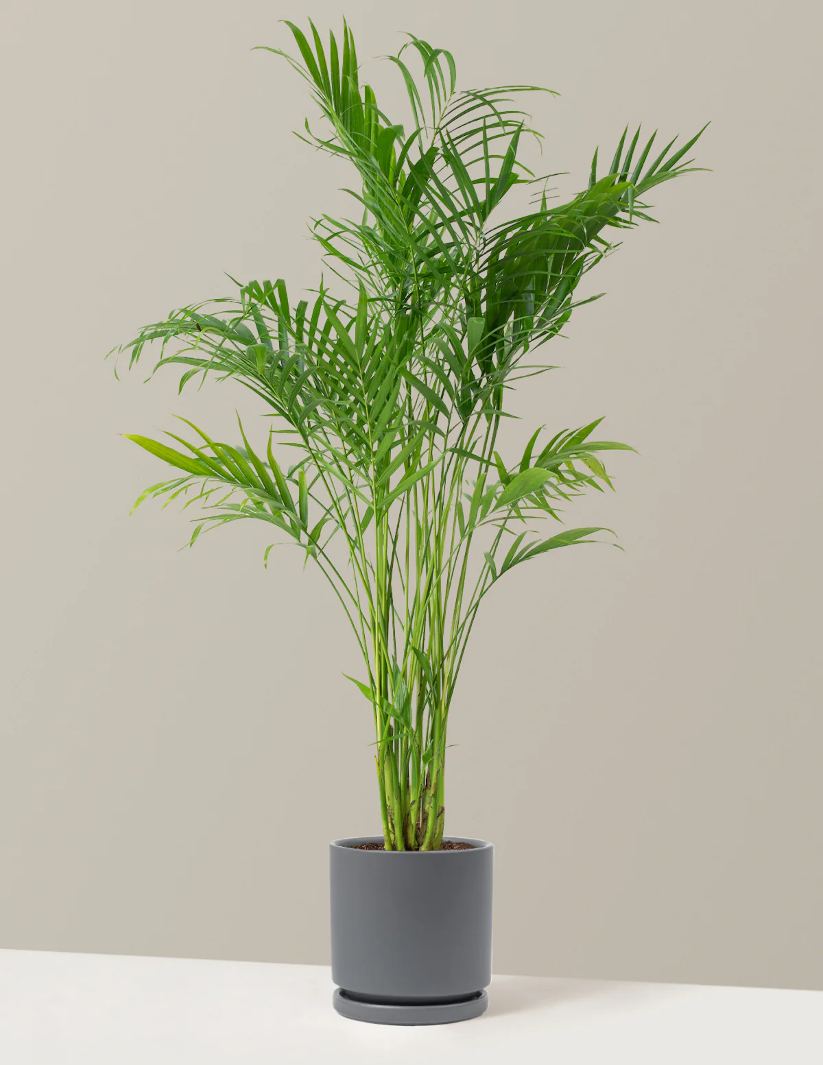 Image of Cat Palm
