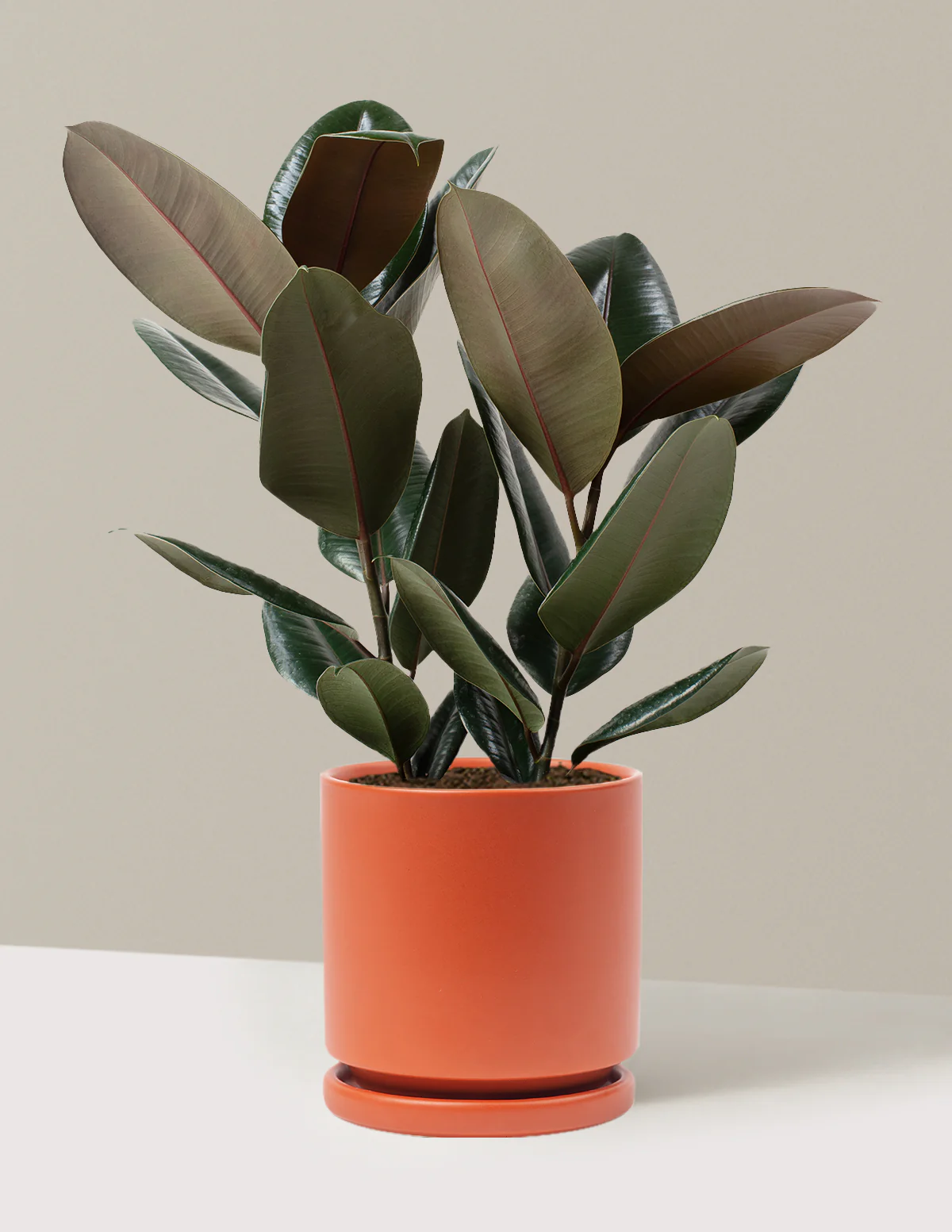 Image of Rubber Plant