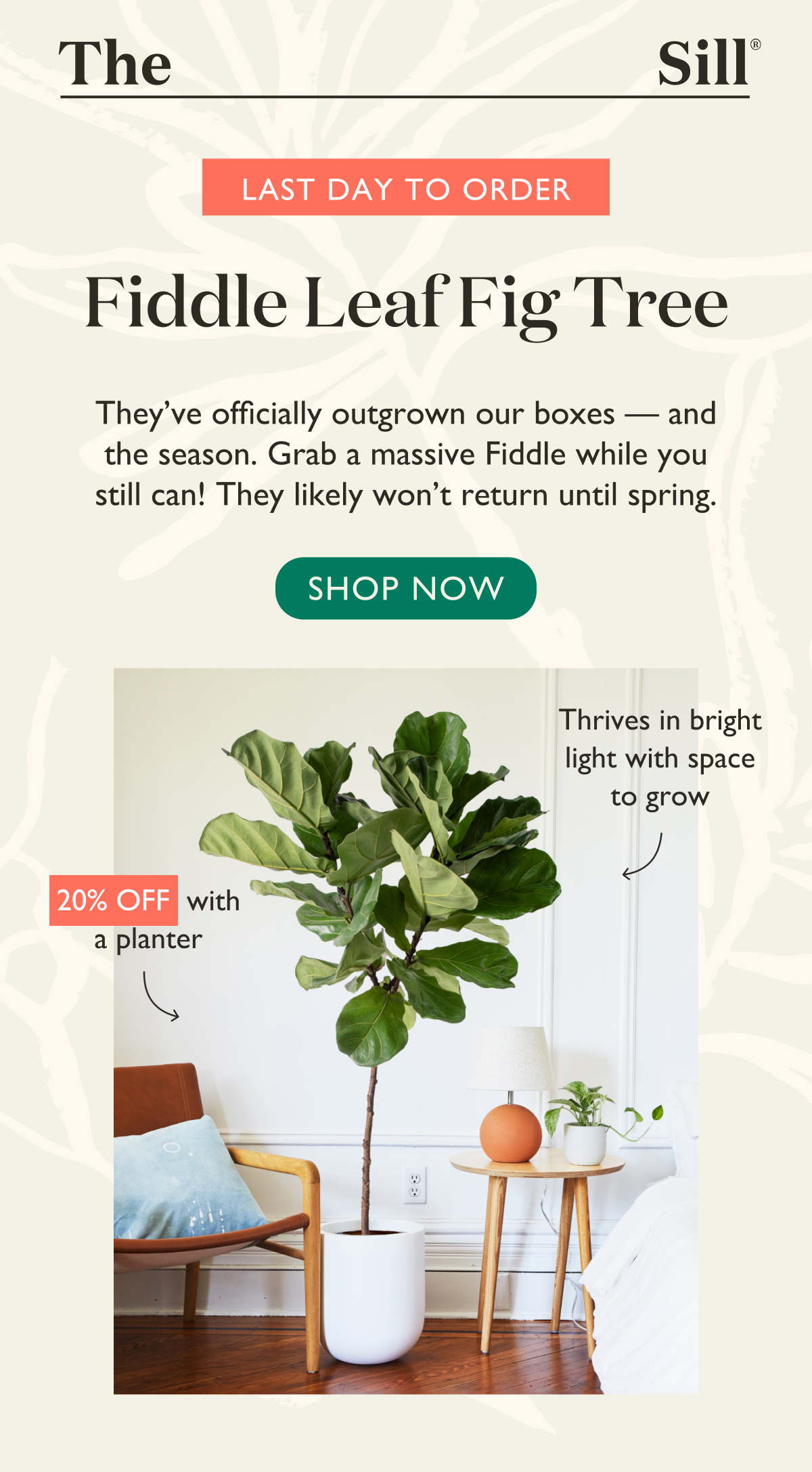 It's your last day to order a massive Fiddle Leaf Fig Tree. Starting tomorrow, they'll be gone until spring. 
