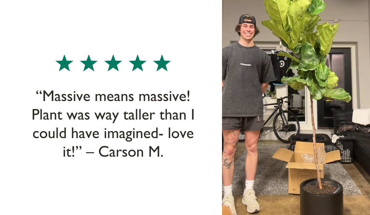 "Massive means massive! Plant was way taller than I could have imagined - love it!" - Carson M. 