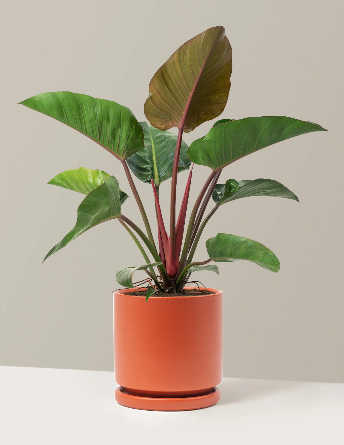 Image of Philodendron Rojo Congo