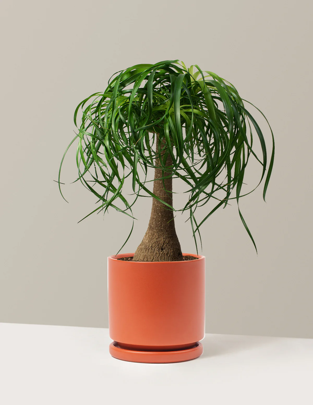 Image of Ponytail Palm