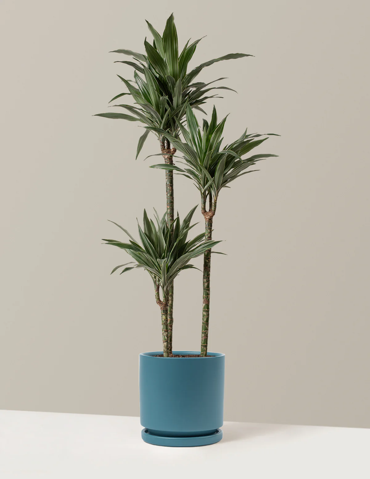 Image of Dracaena Warneckii