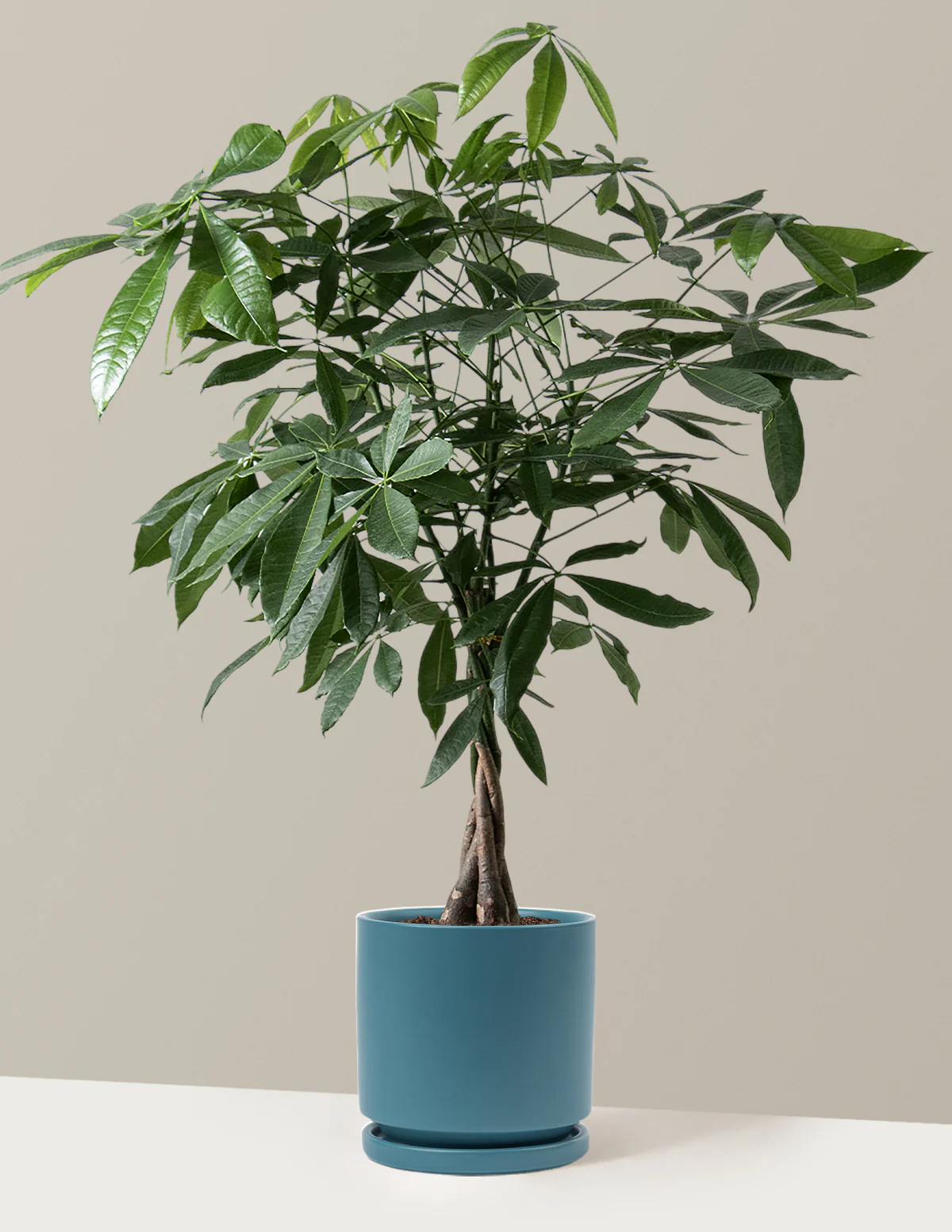 Image of Money Tree Plant