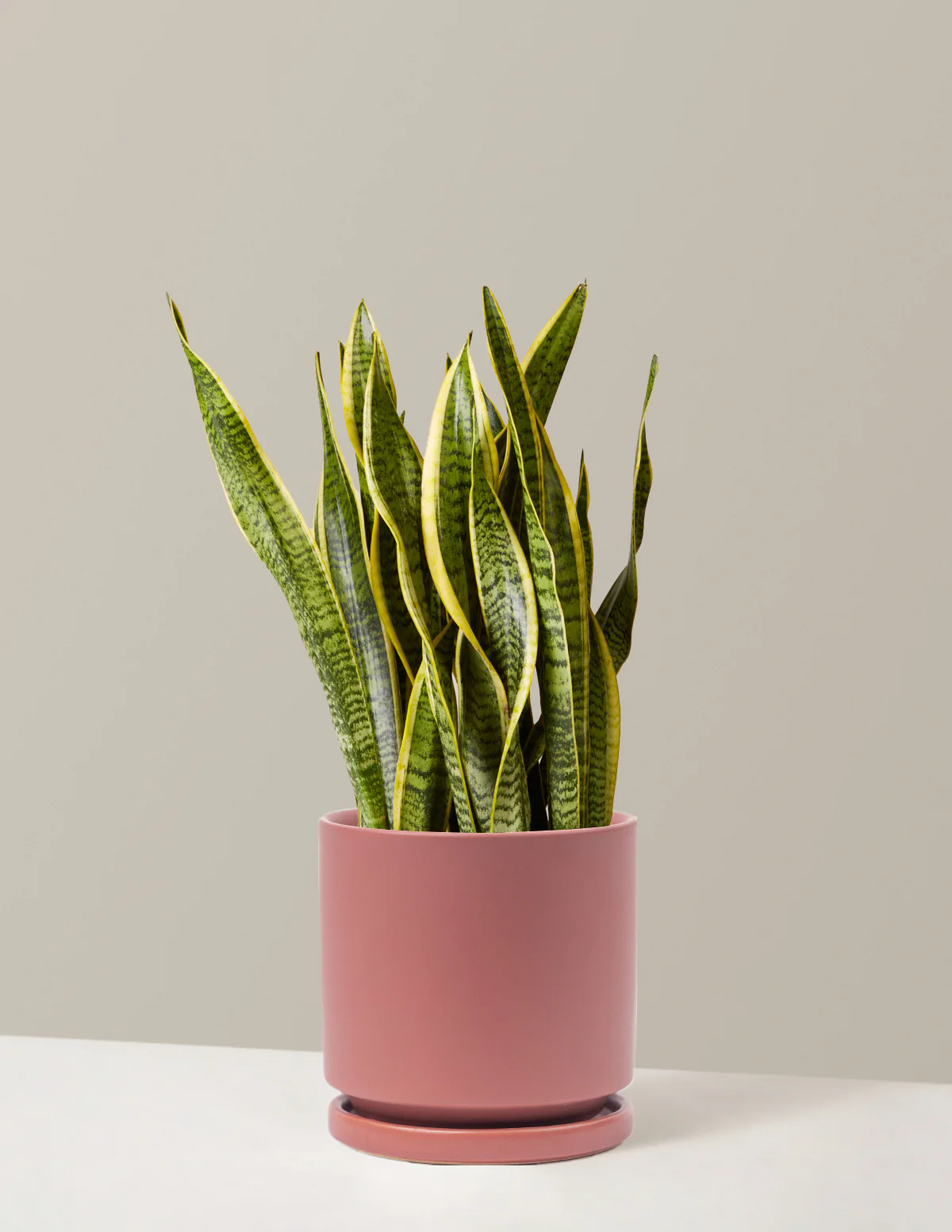 Image of Snake Plant Laurentii