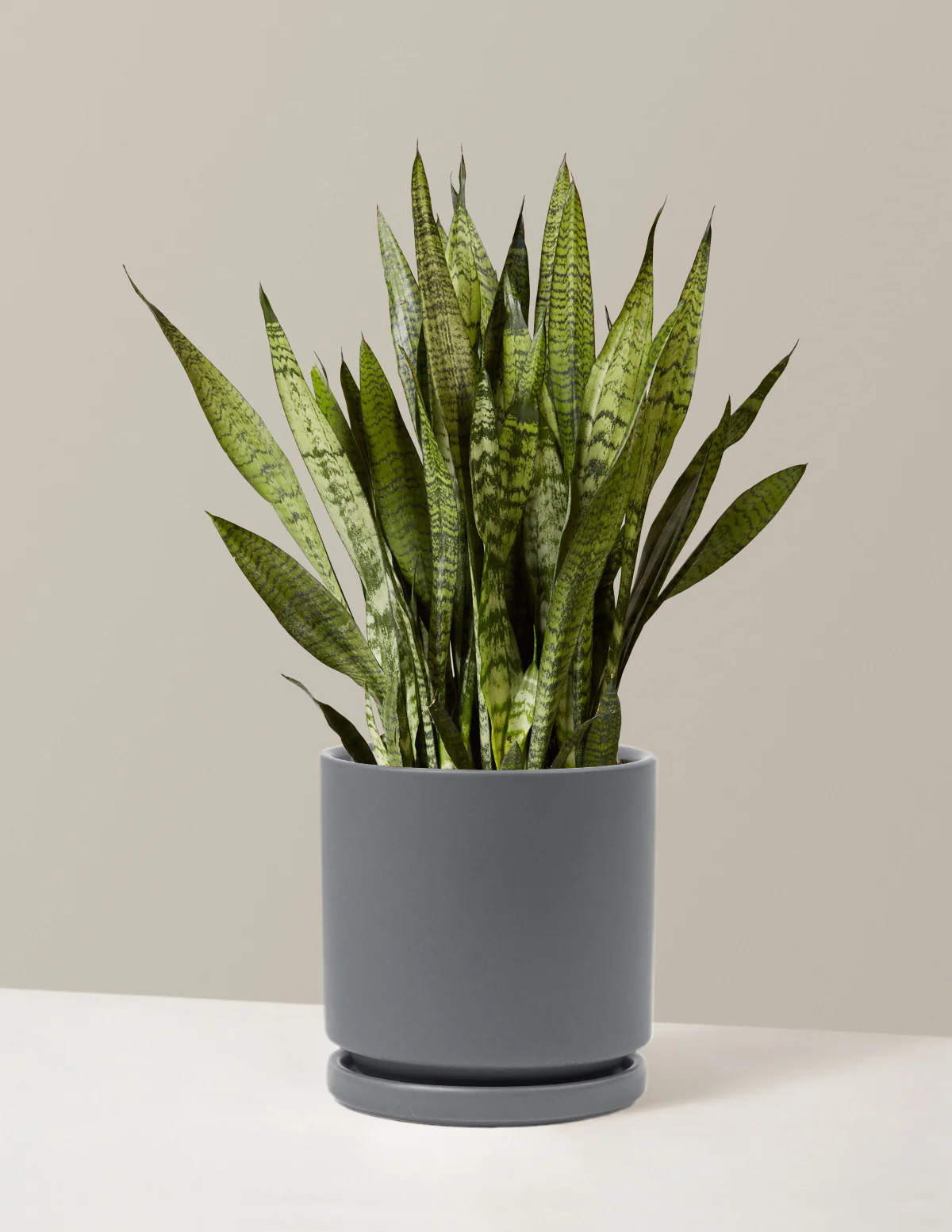 Image of Snake Plant Zeylanica