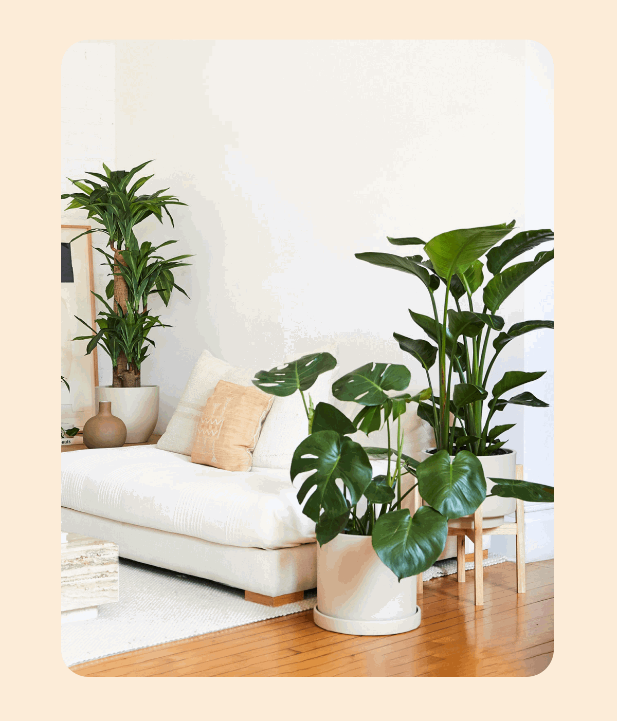 Plant filled homes
