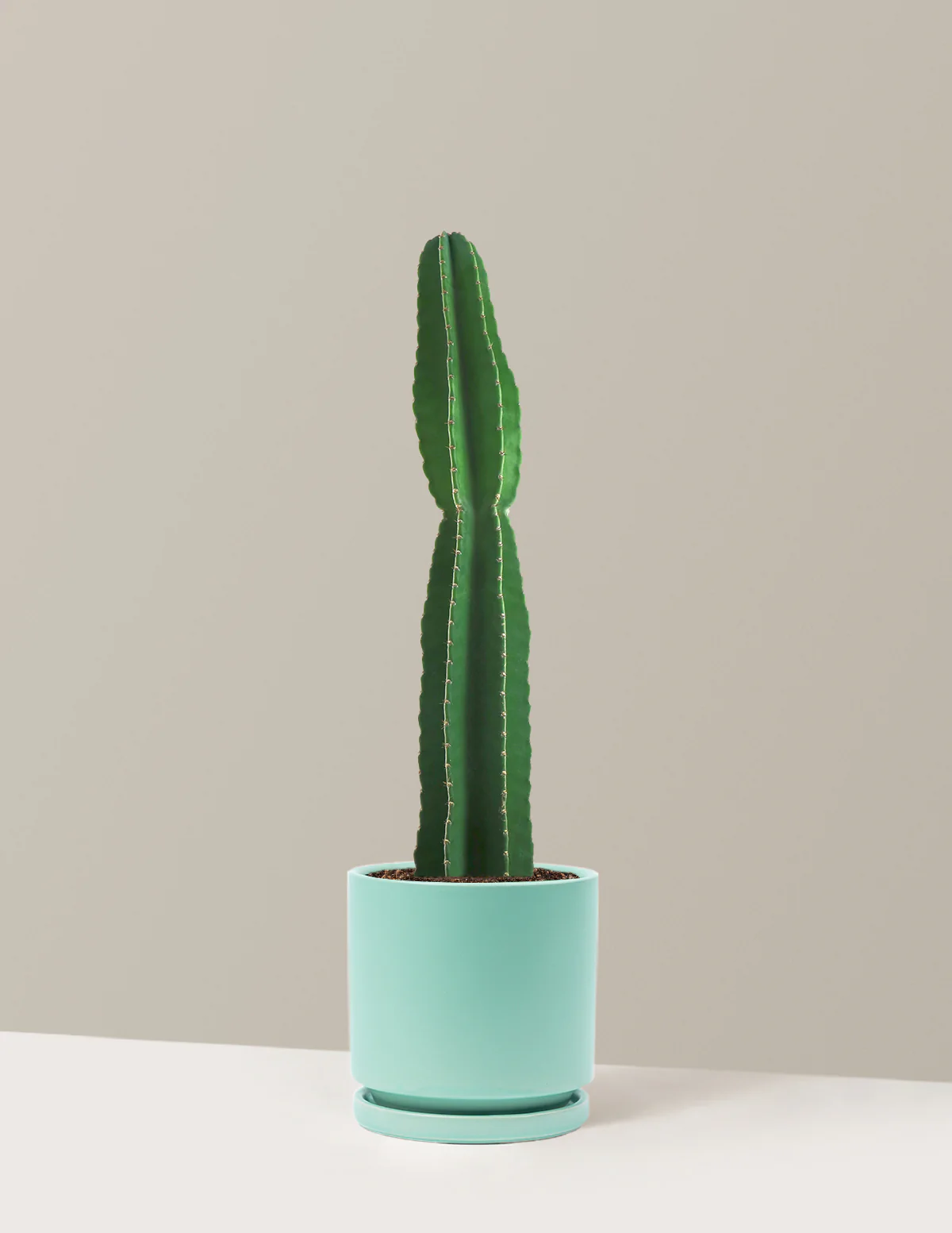 Image of Peruvian Apple Cactus
