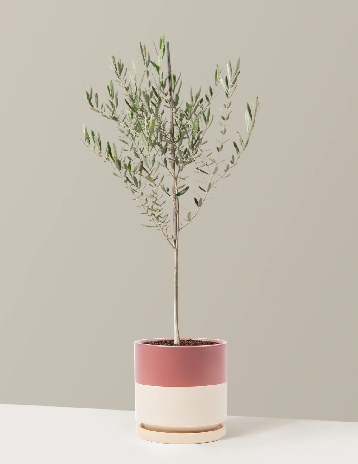 Image of Olive Tree