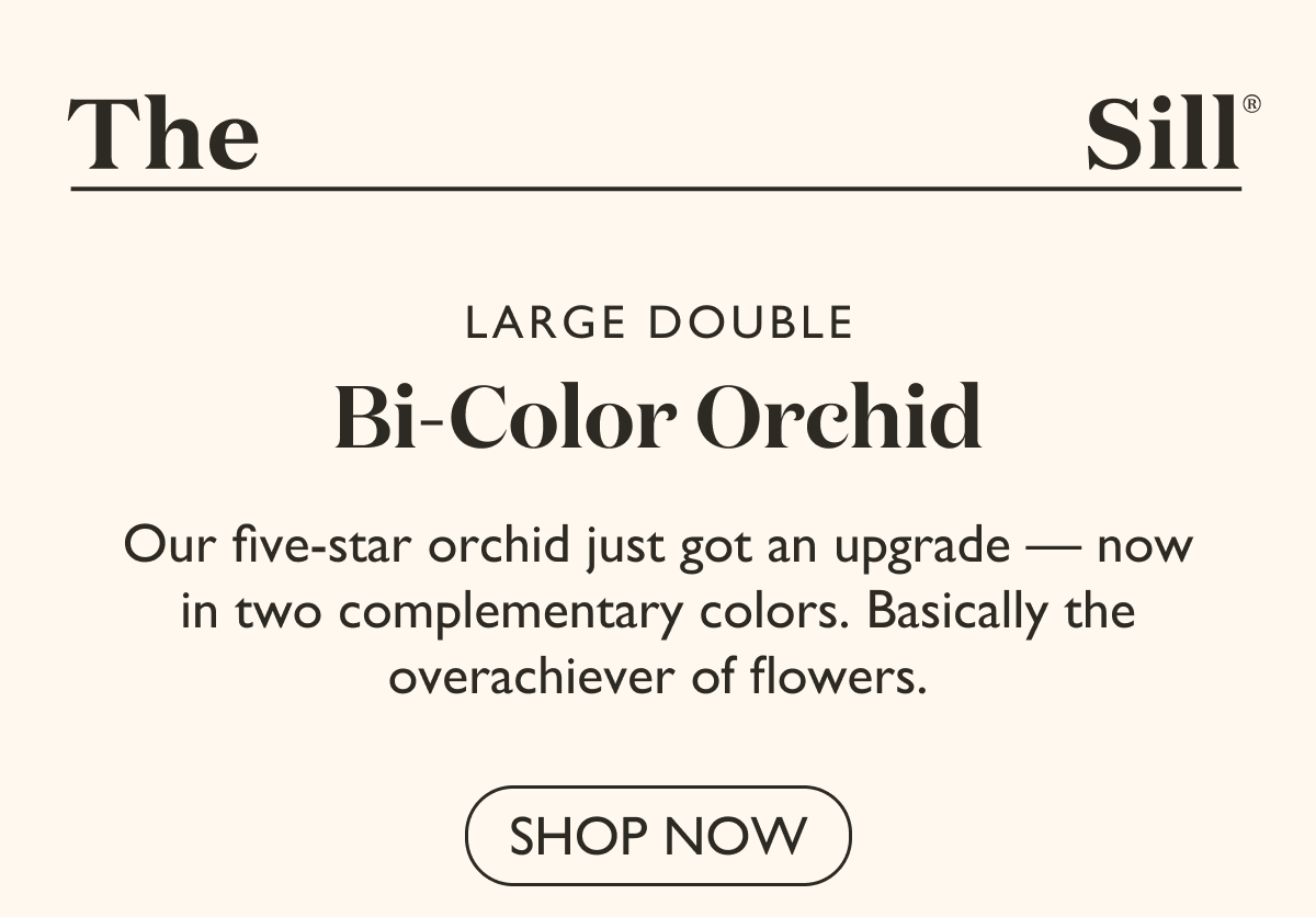 Large Double Bi-Color Orchid: Our five-star orchid just got an upgrade - now in two complementary colors. 