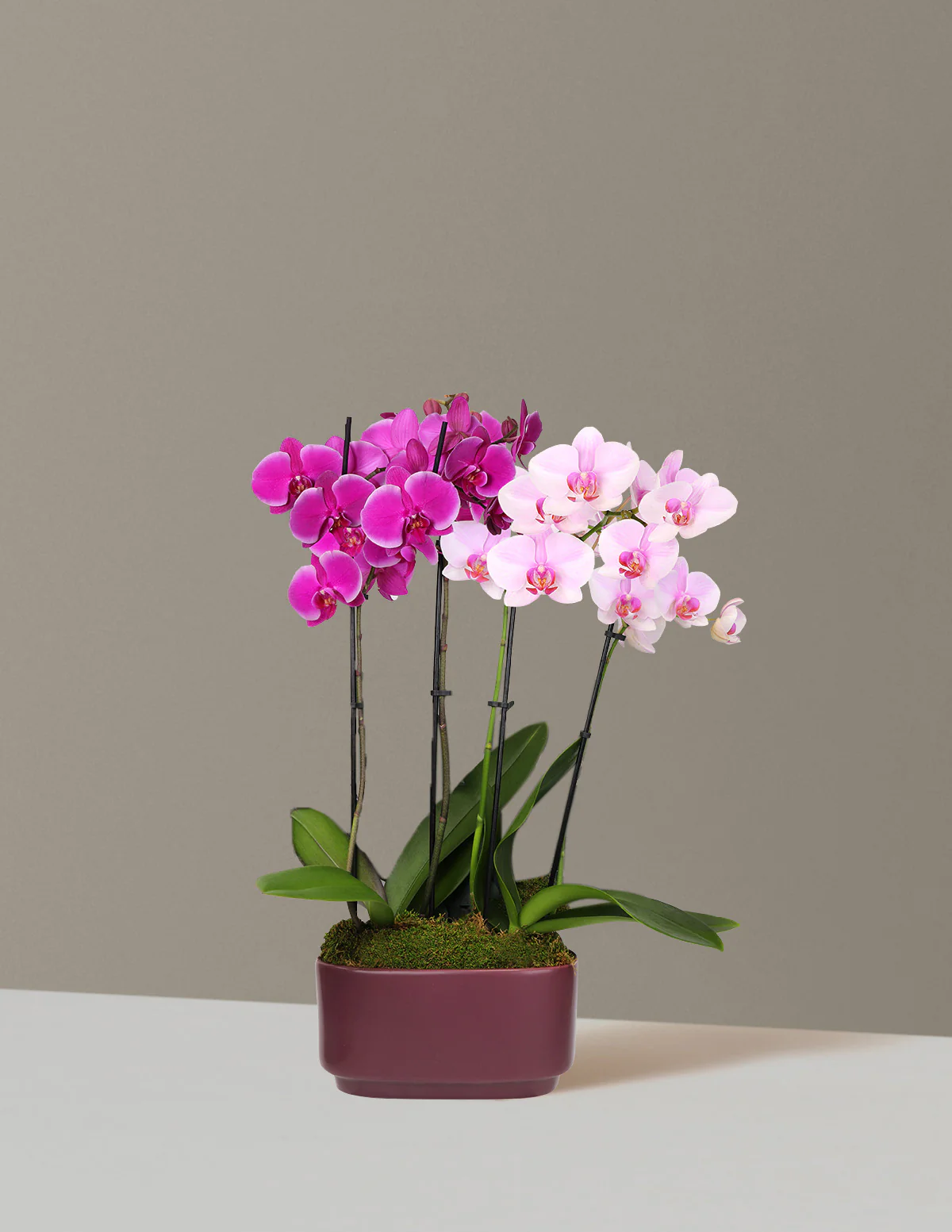 Image of Large Double Bi-Color Orchid